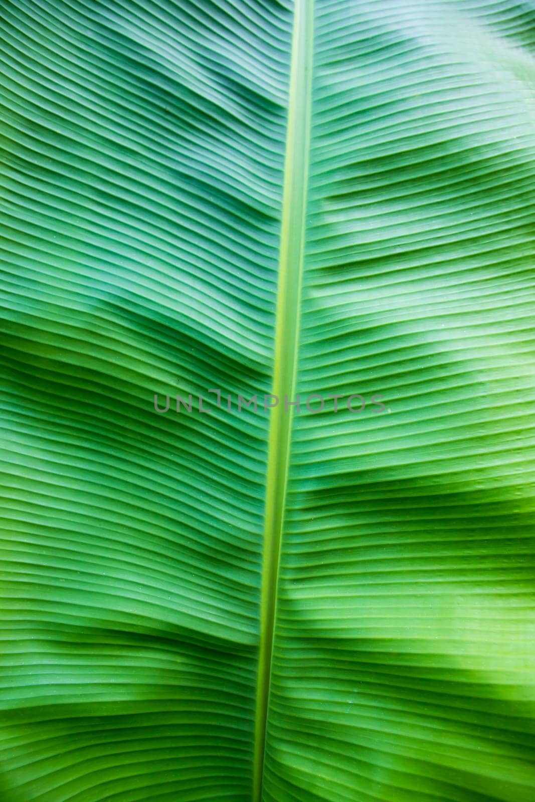 Natural green banana leaves pattern abstract Texture background wallpaper