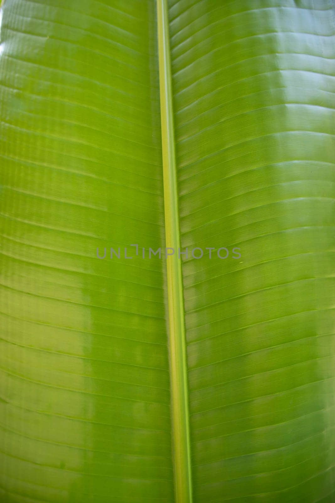 Natural green banana leaves pattern abstract Texture background wallpaper