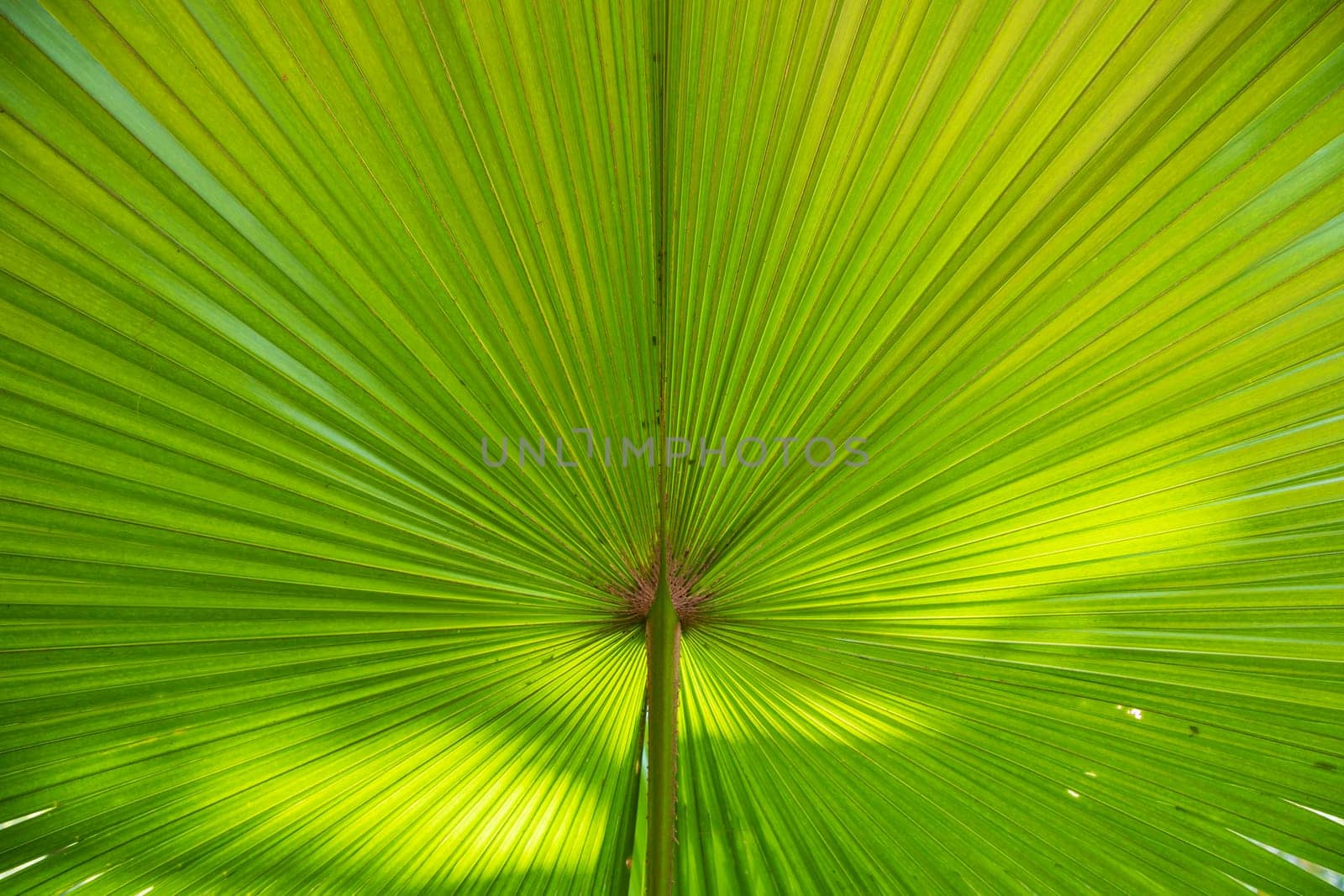 Tropical Natural green palm leaves pattern texture abstract background
