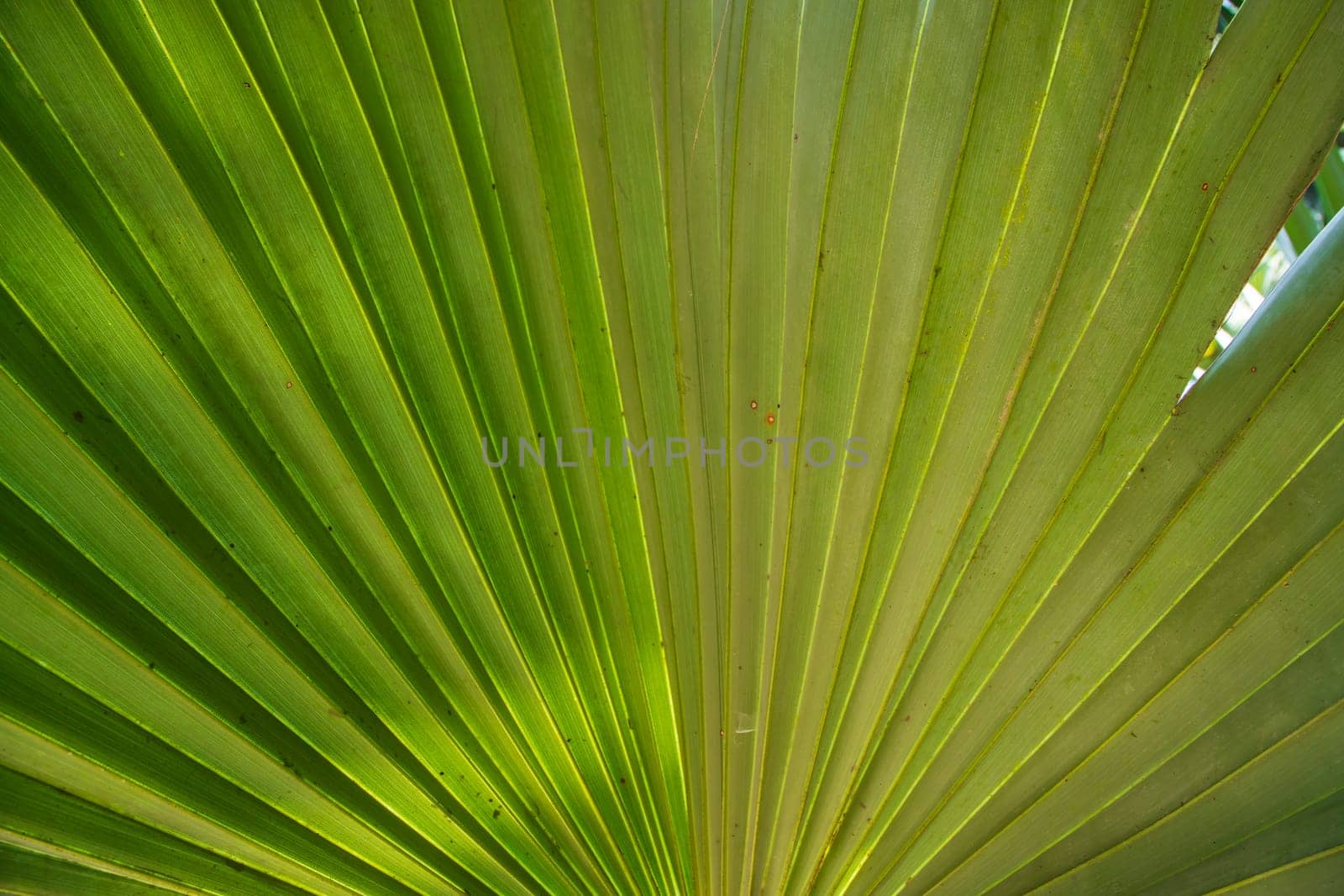 Tropical Natural green palm leaves pattern texture abstract background