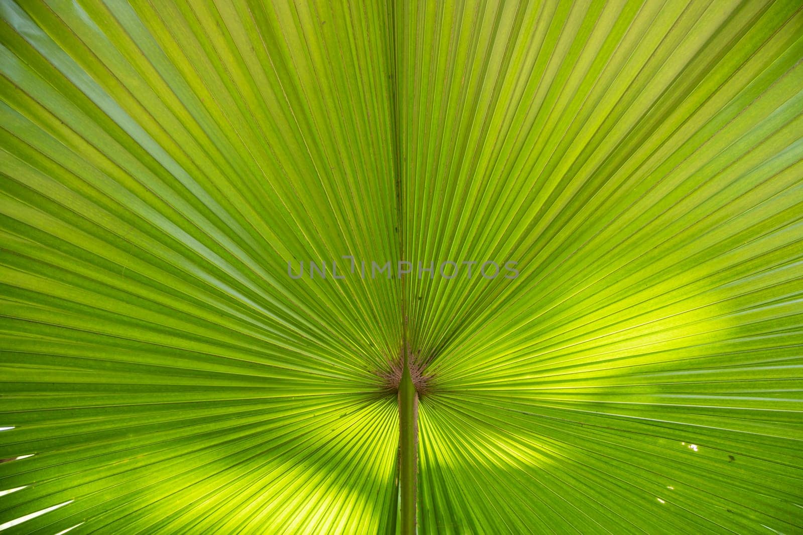 Tropical Natural green palm leaves pattern texture abstract background