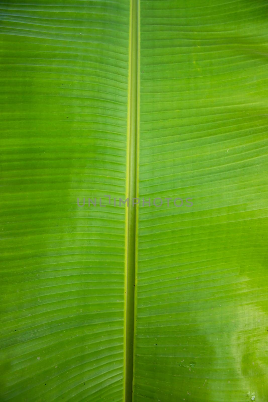 Natural green banana leaves pattern abstract Texture background wallpaper