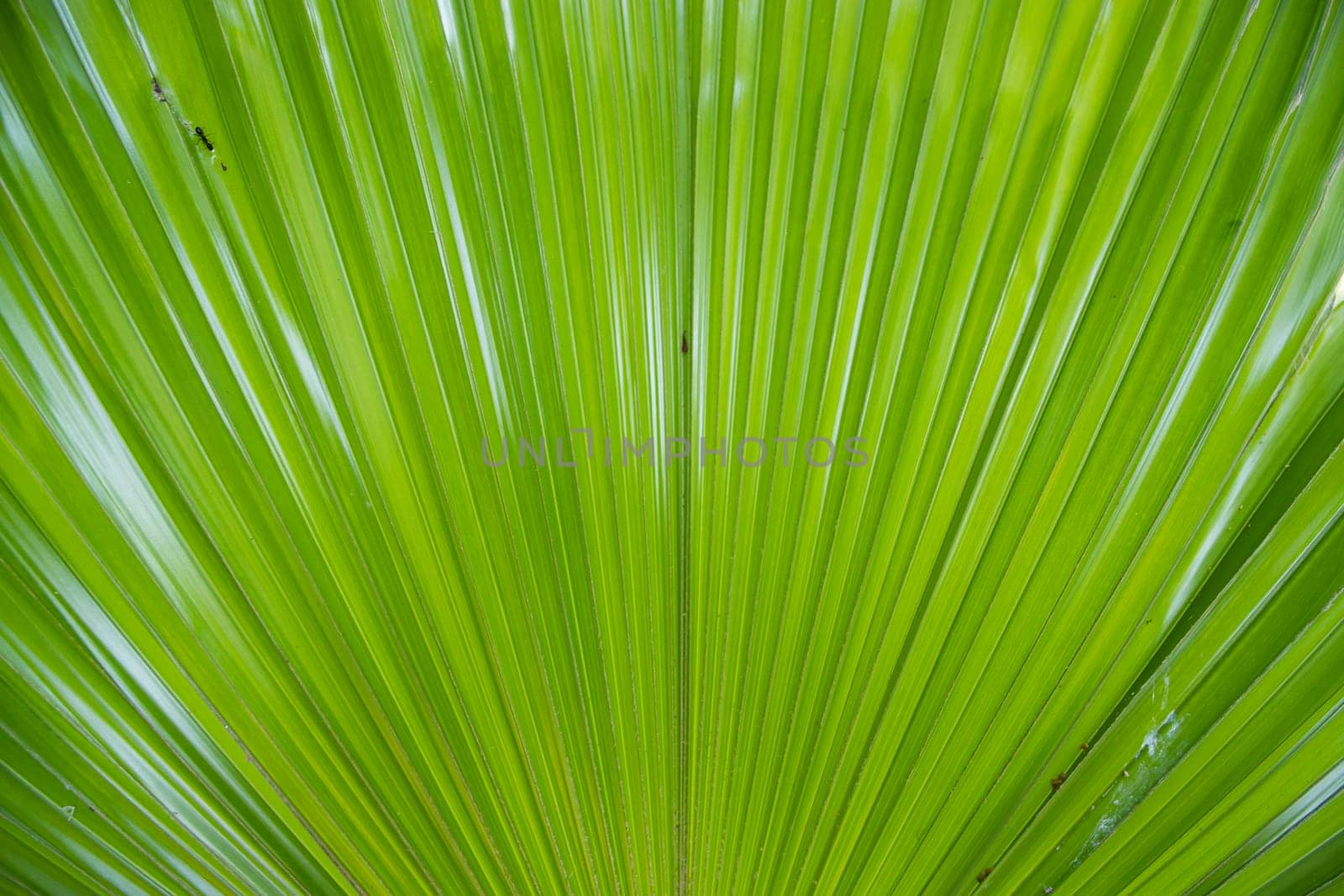 Tropical Natural green palm leaves pattern texture abstract background
