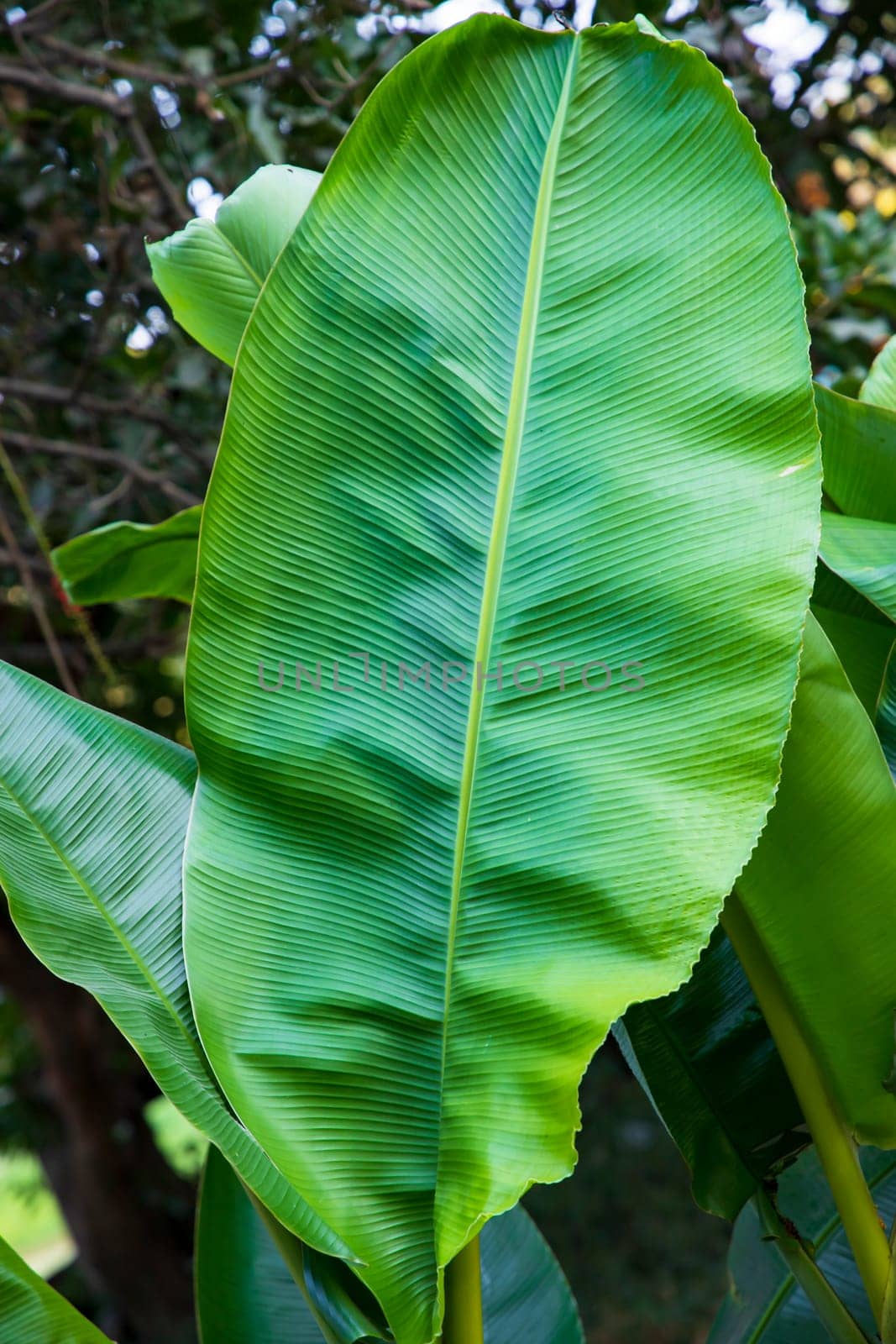 Natural green banana leaves pattern abstract Texture background wallpaper