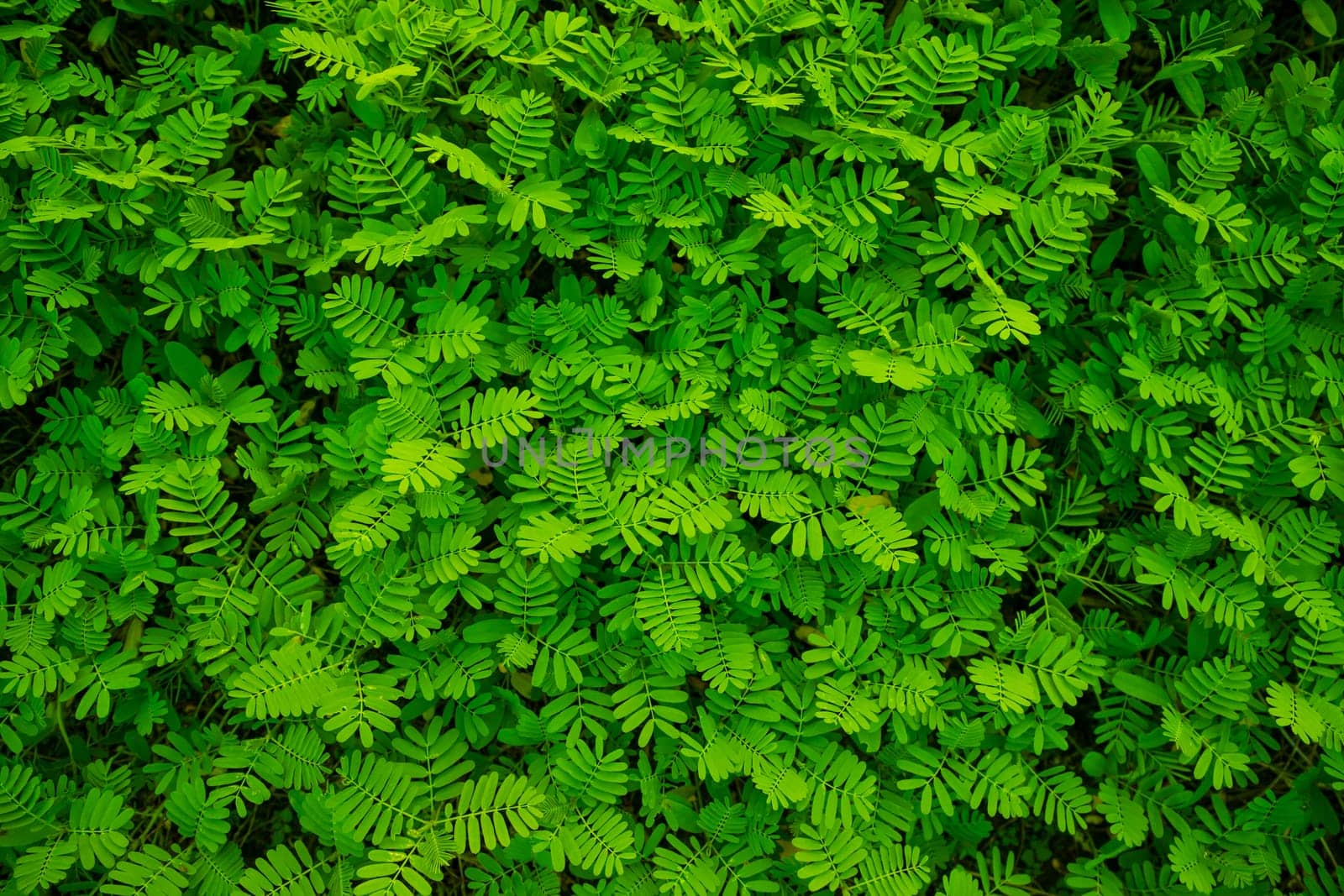 The Natural Tropical Green leaf's texture may be used as a background wallpaper