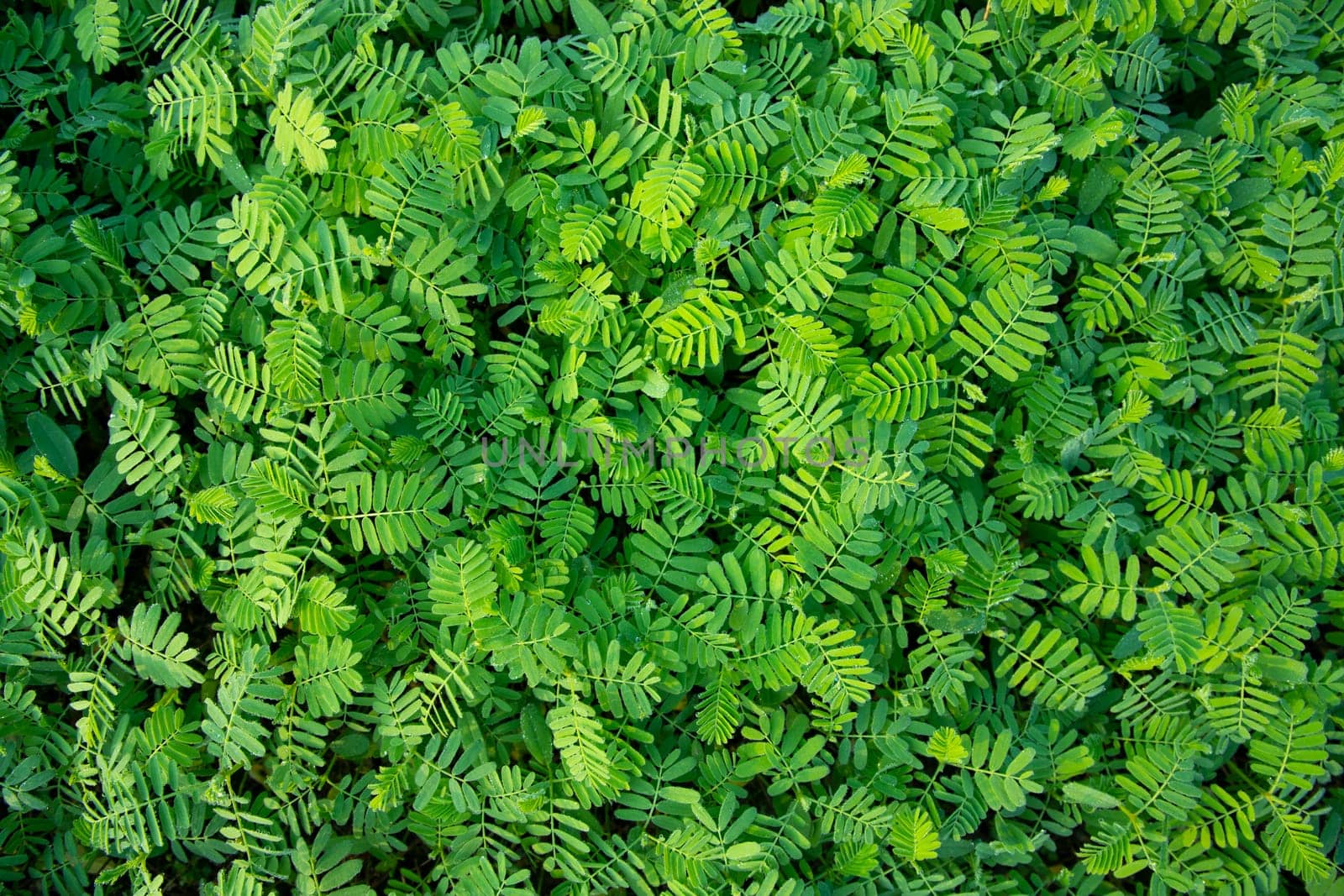 The Natural Tropical Green leaf's texture may be used as a background wallpaper
