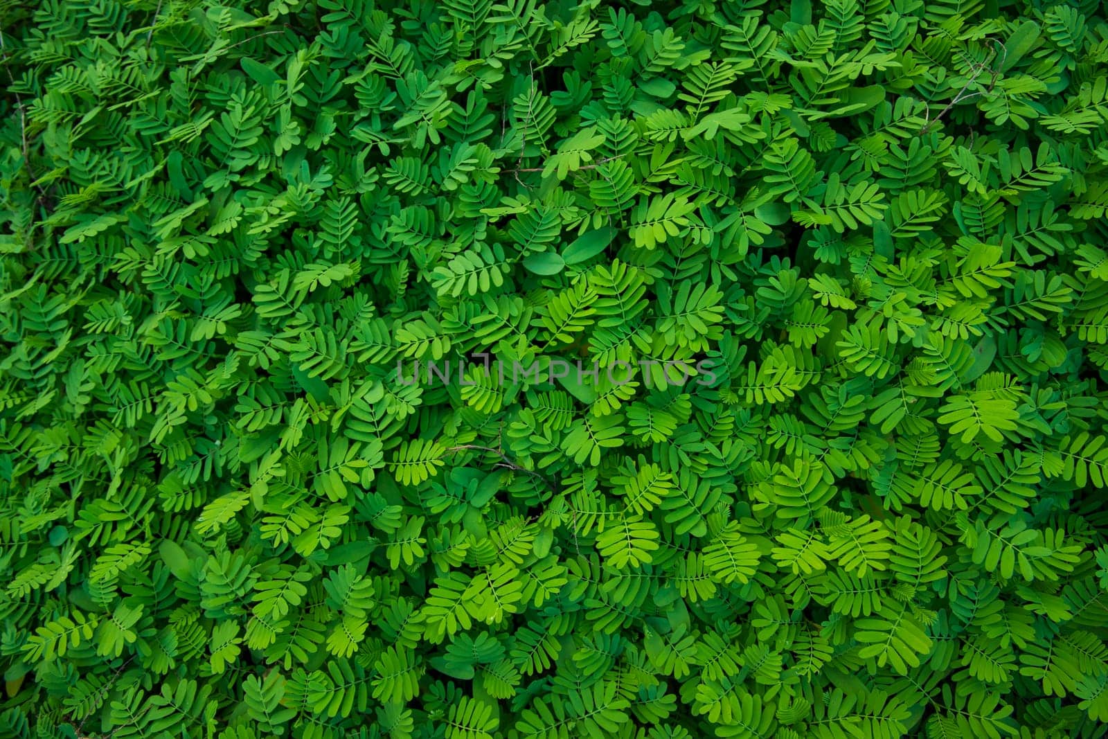 The Natural Tropical Green leaf's texture may be used as a background wallpaper