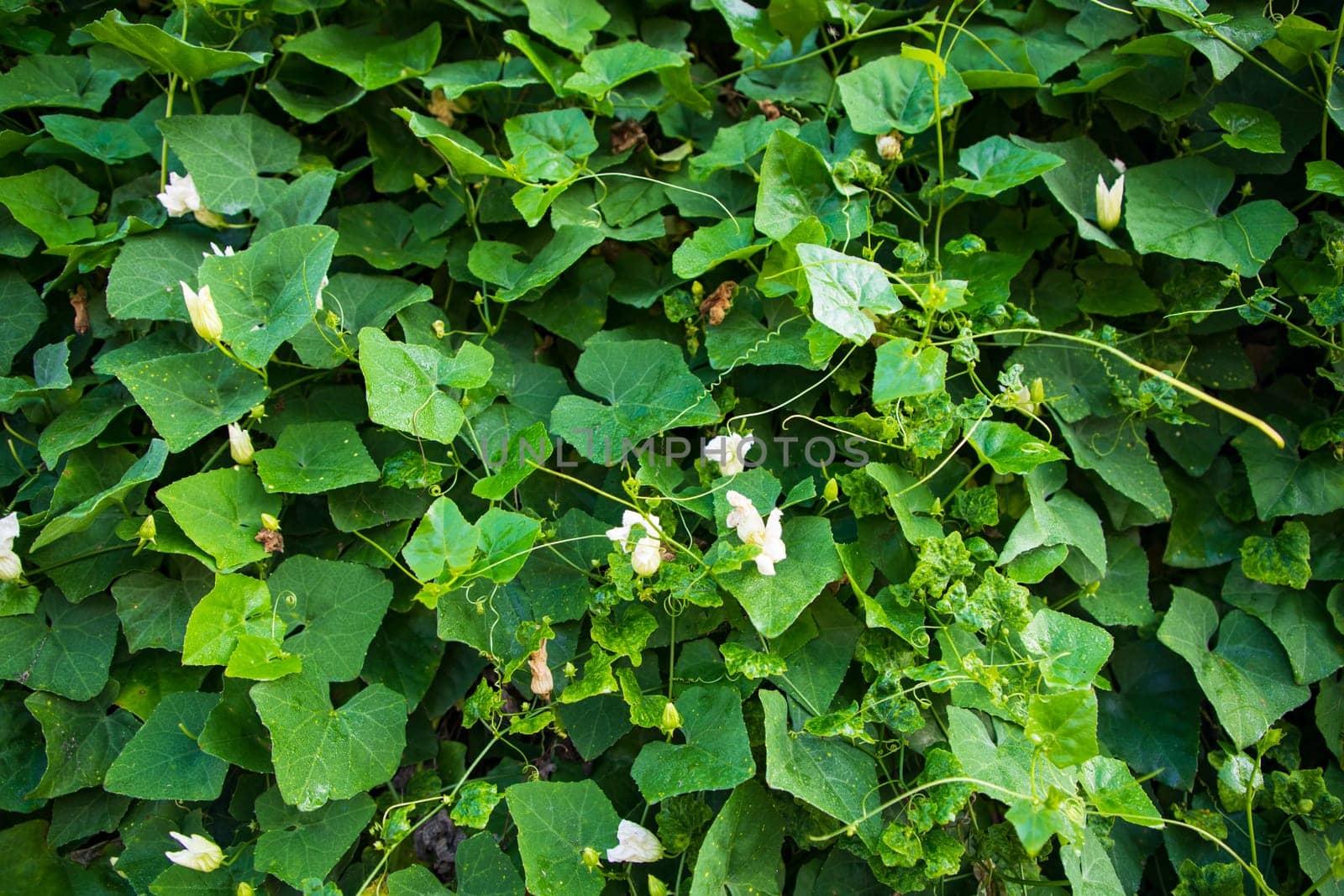 Ivy gourd Green leaf plant textured background