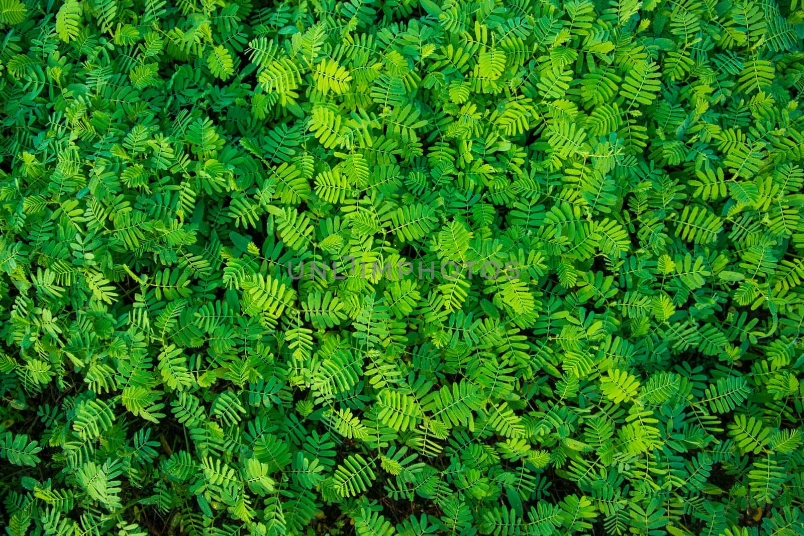 The Natural Tropical Green leaf's texture may be used as a background wallpaper