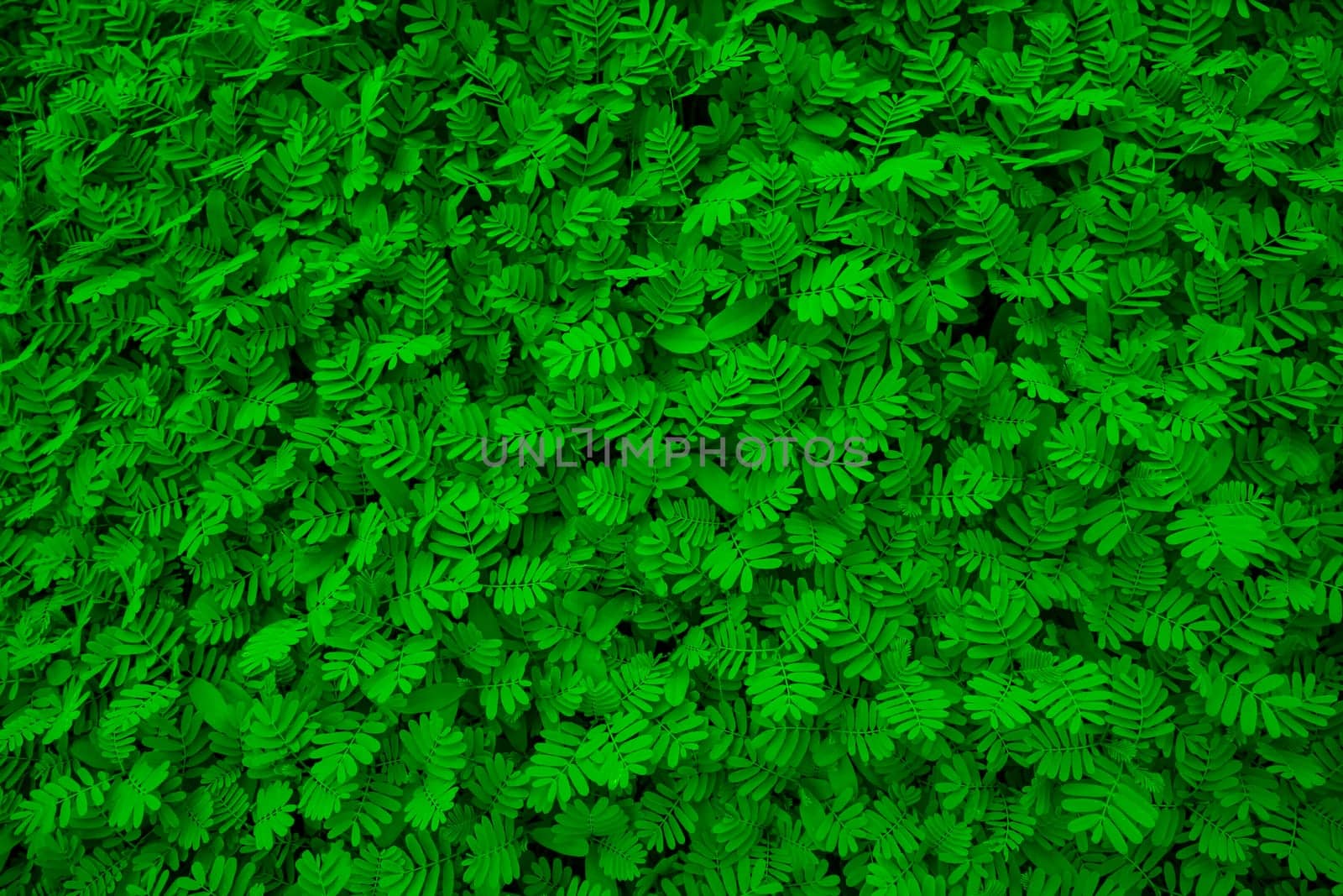 The Natural Tropical Green leaf's texture may be used as a background wallpaper