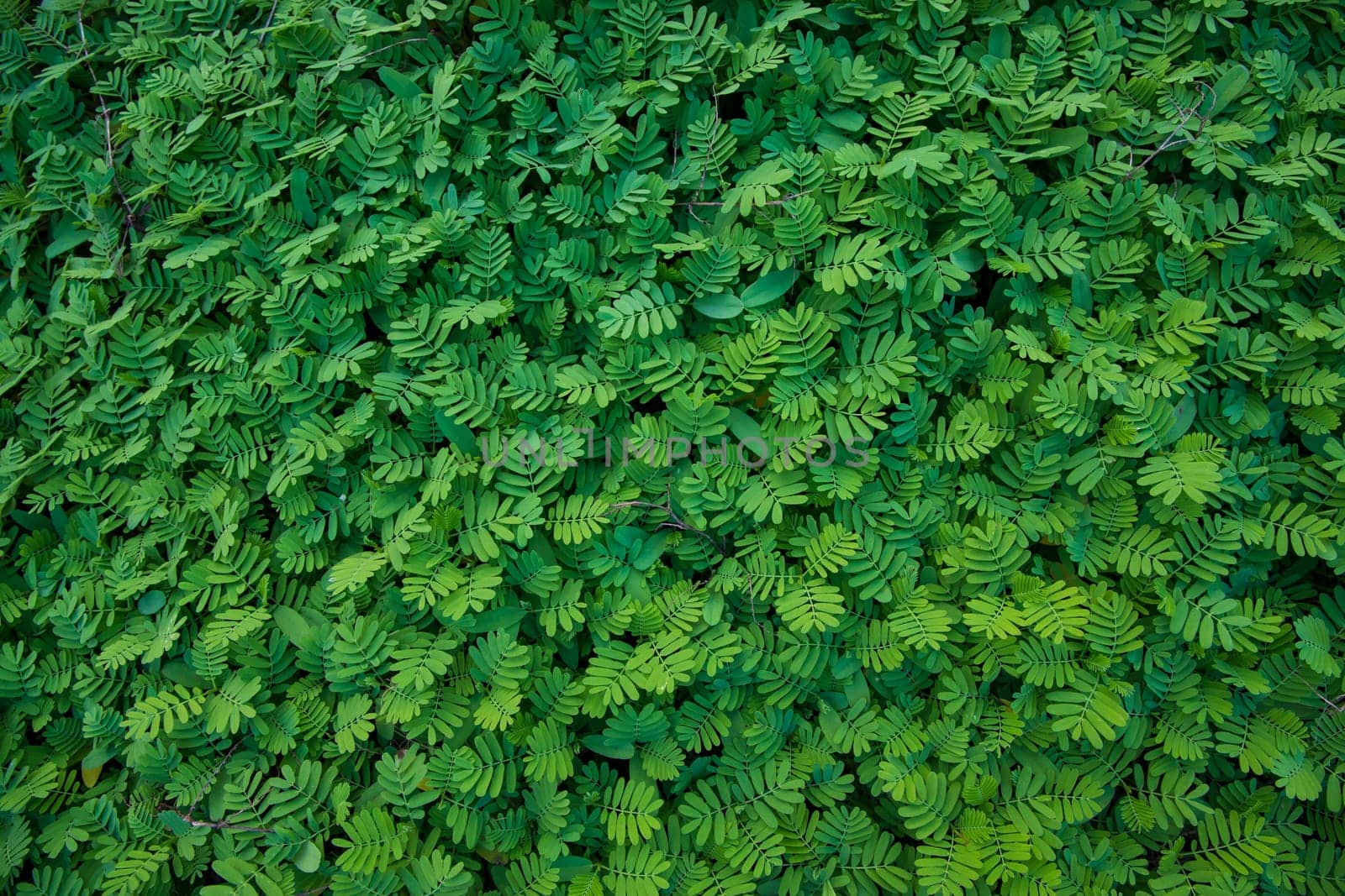 The Natural Tropical Green leaf's texture may be used as a background wallpaper
