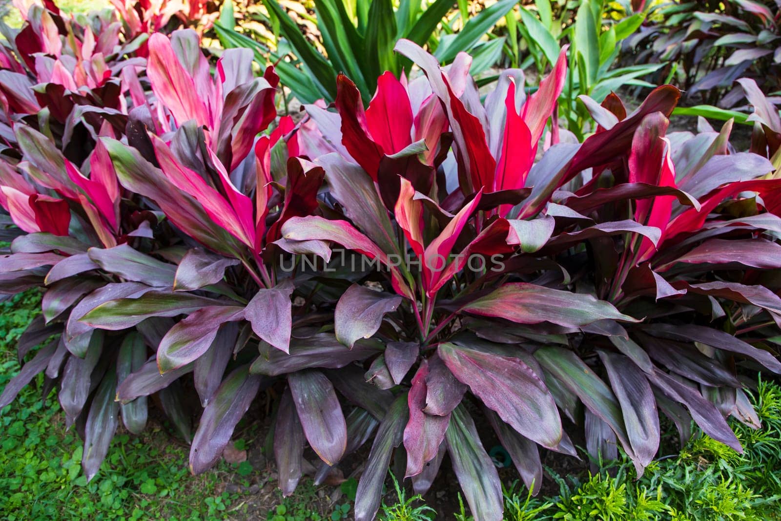 Natural Colorful Pink  purple cordyline Leaves flower texture may be used as a background wallpaper