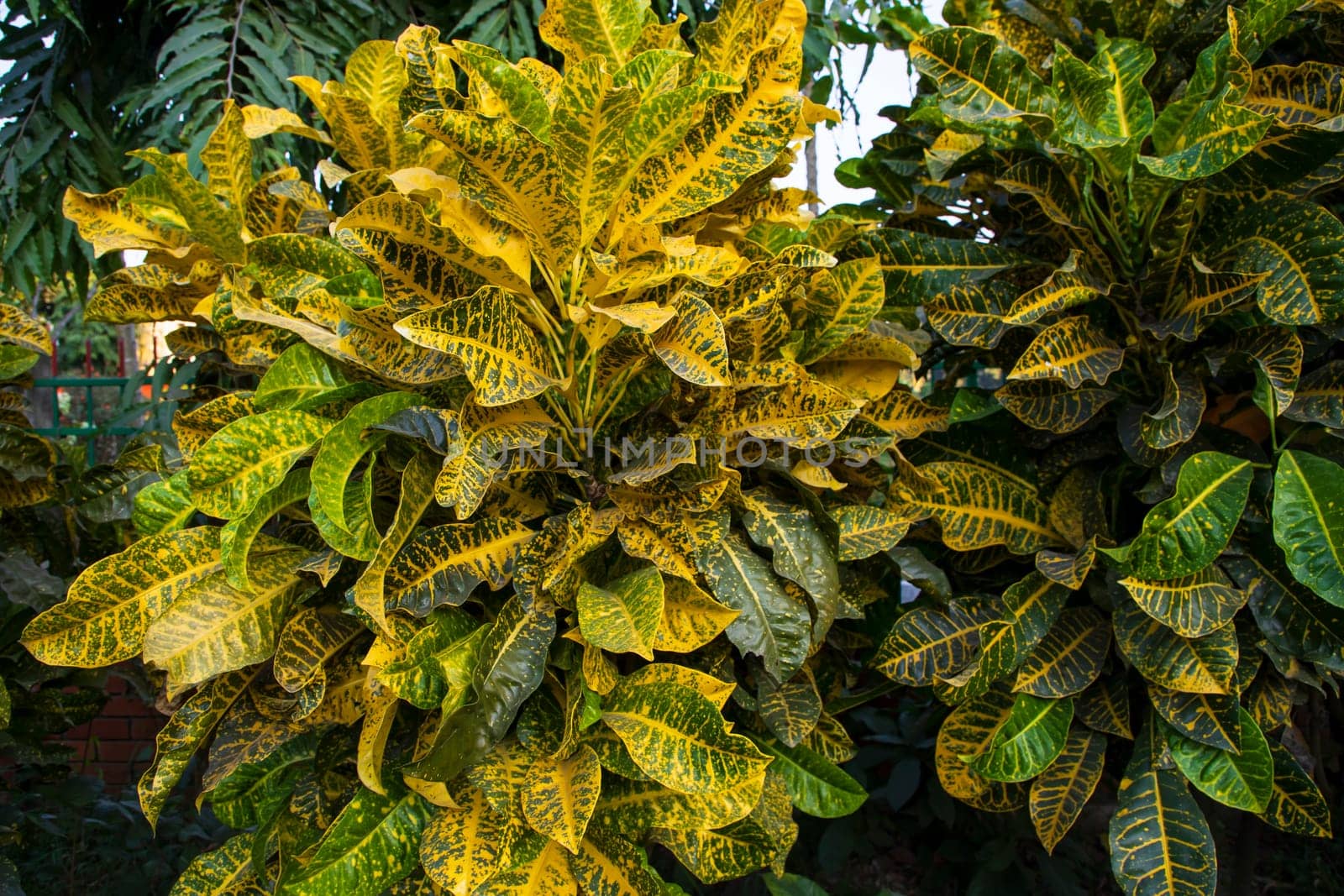 Natural Colorful Croton Leaves  may be used as a texture background wallpaper