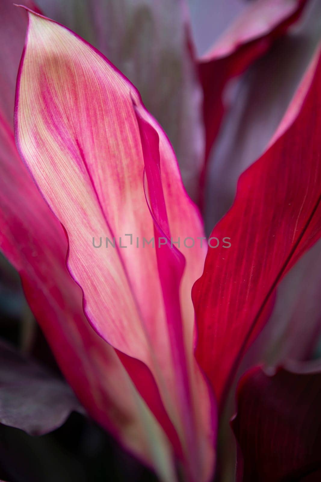 Natural Colorful Pink  purple cordyline Leaves flower texture may be used as a background wallpaper