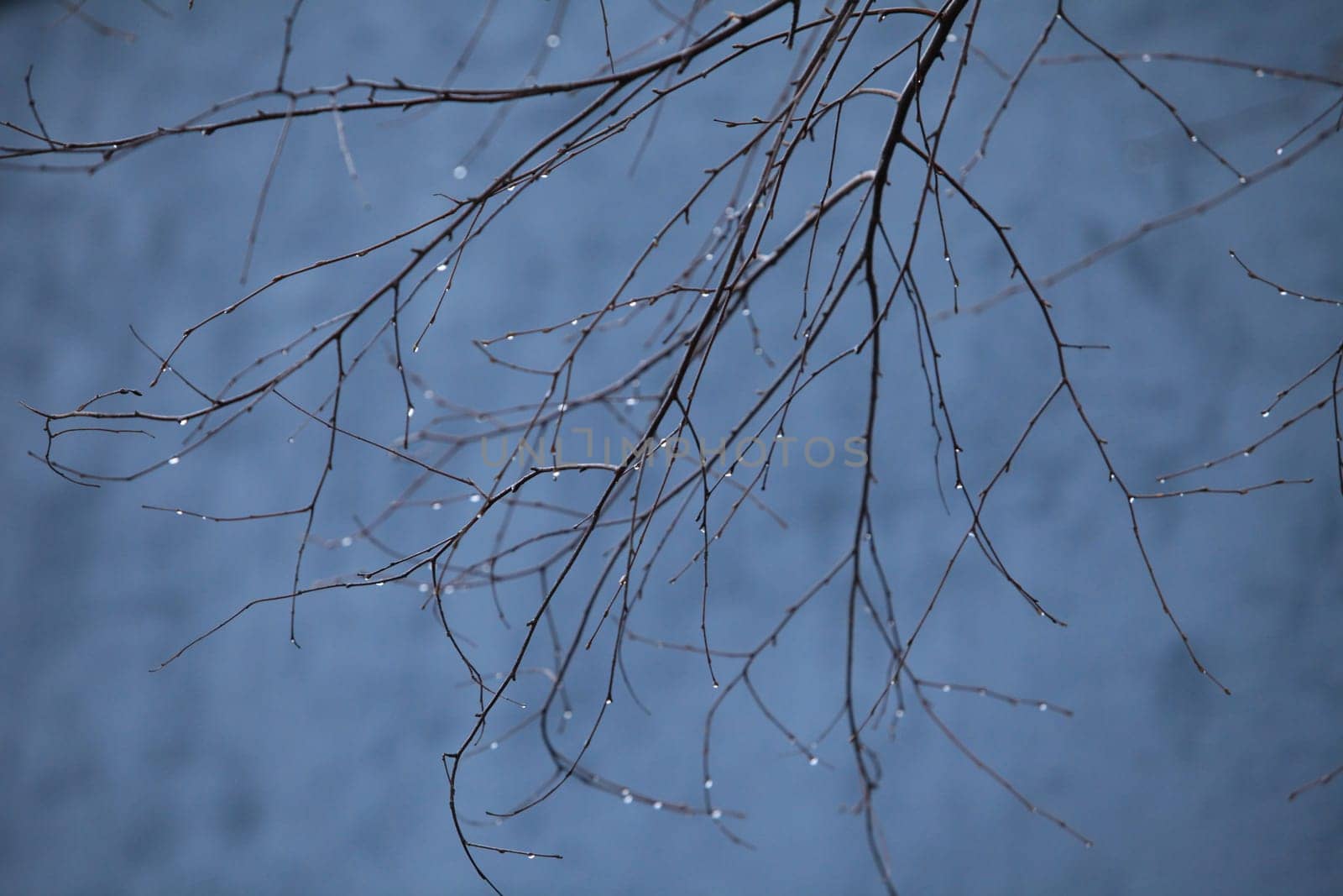 rainy and foggy autumn on the branches of raindrops, background