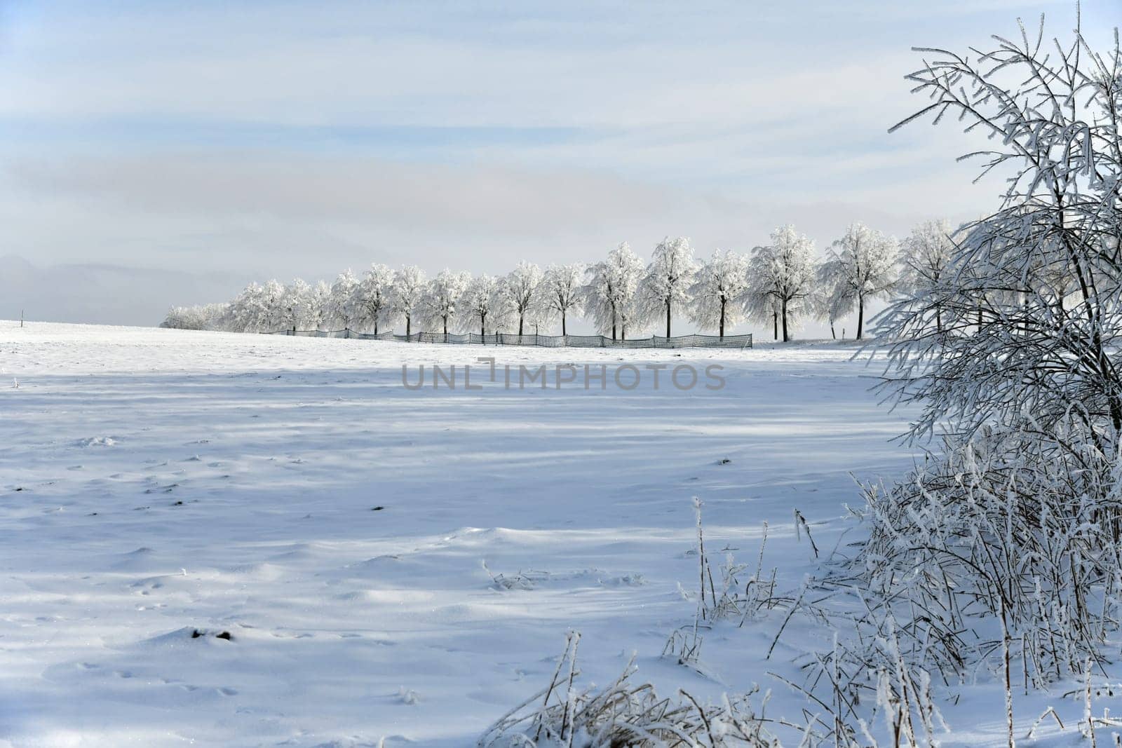 Country road with snowy trees