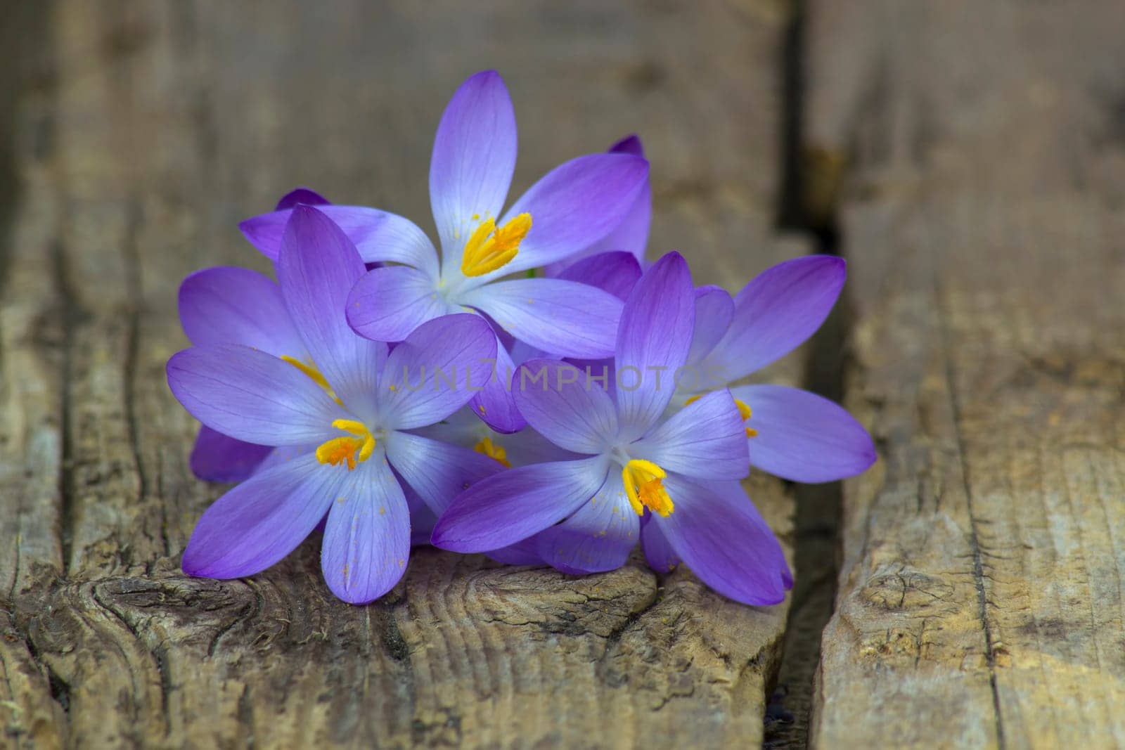 crocus - one of the first spring flowers on wooden background