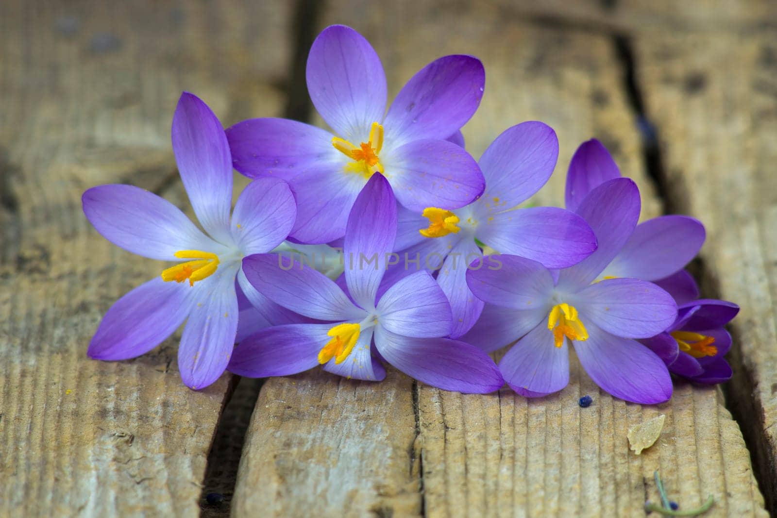 crocus - one of the first spring flowers on wooden background