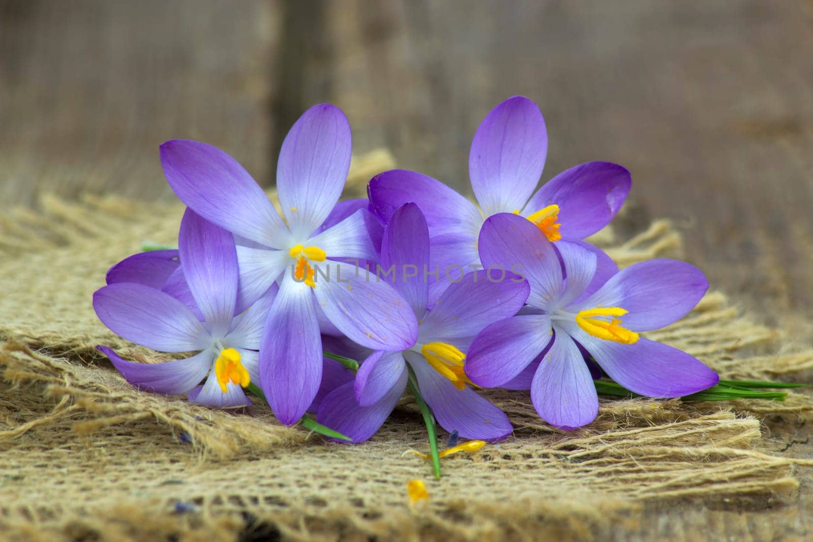 crocus - one of the first spring flowers on wooden background