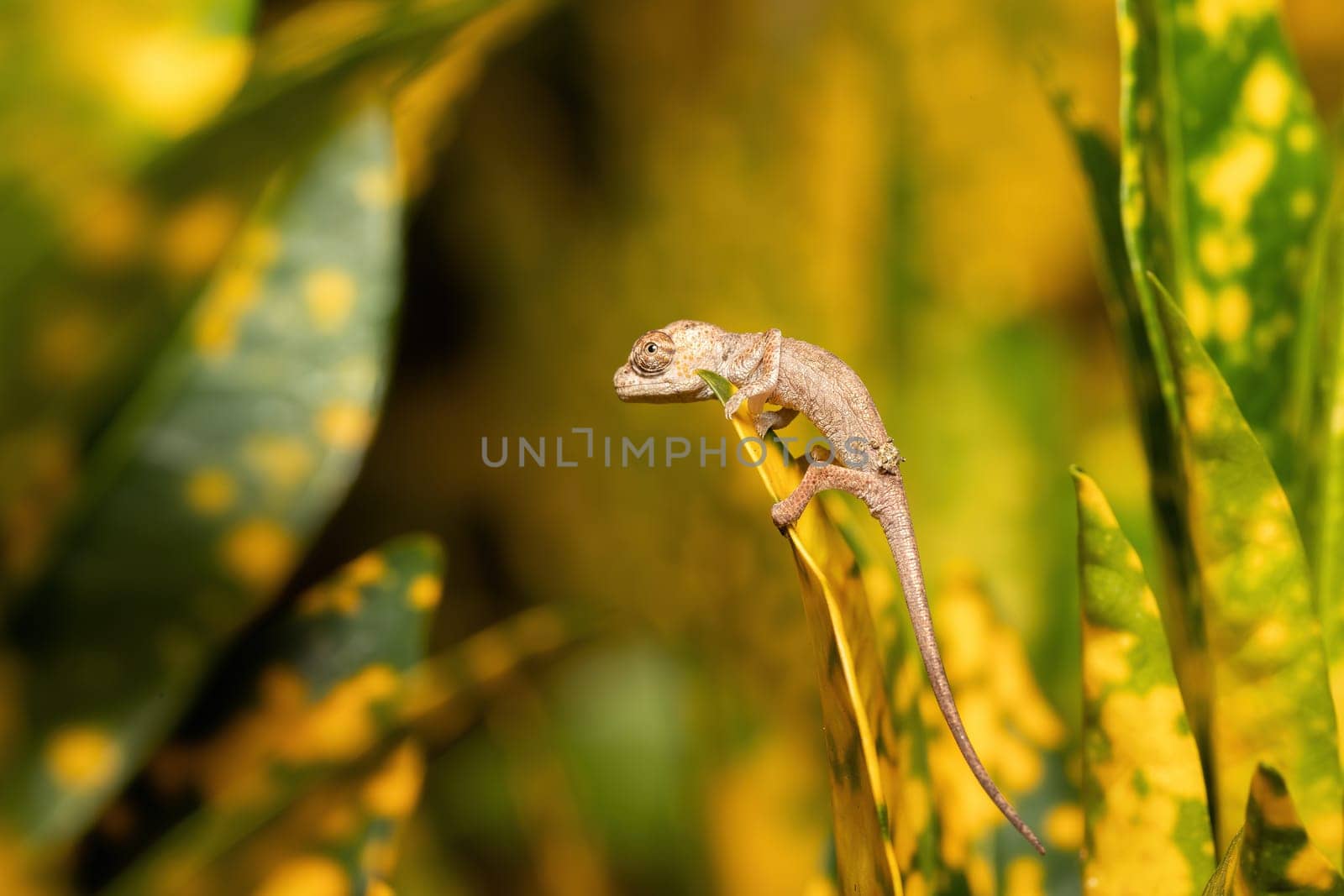 Calumma fallax (juvenile), deceptive chameleon or short-nosed deceptive chameleon, endemic species of chameleon, Ranomafana National Park, Madagascar wildlife animal