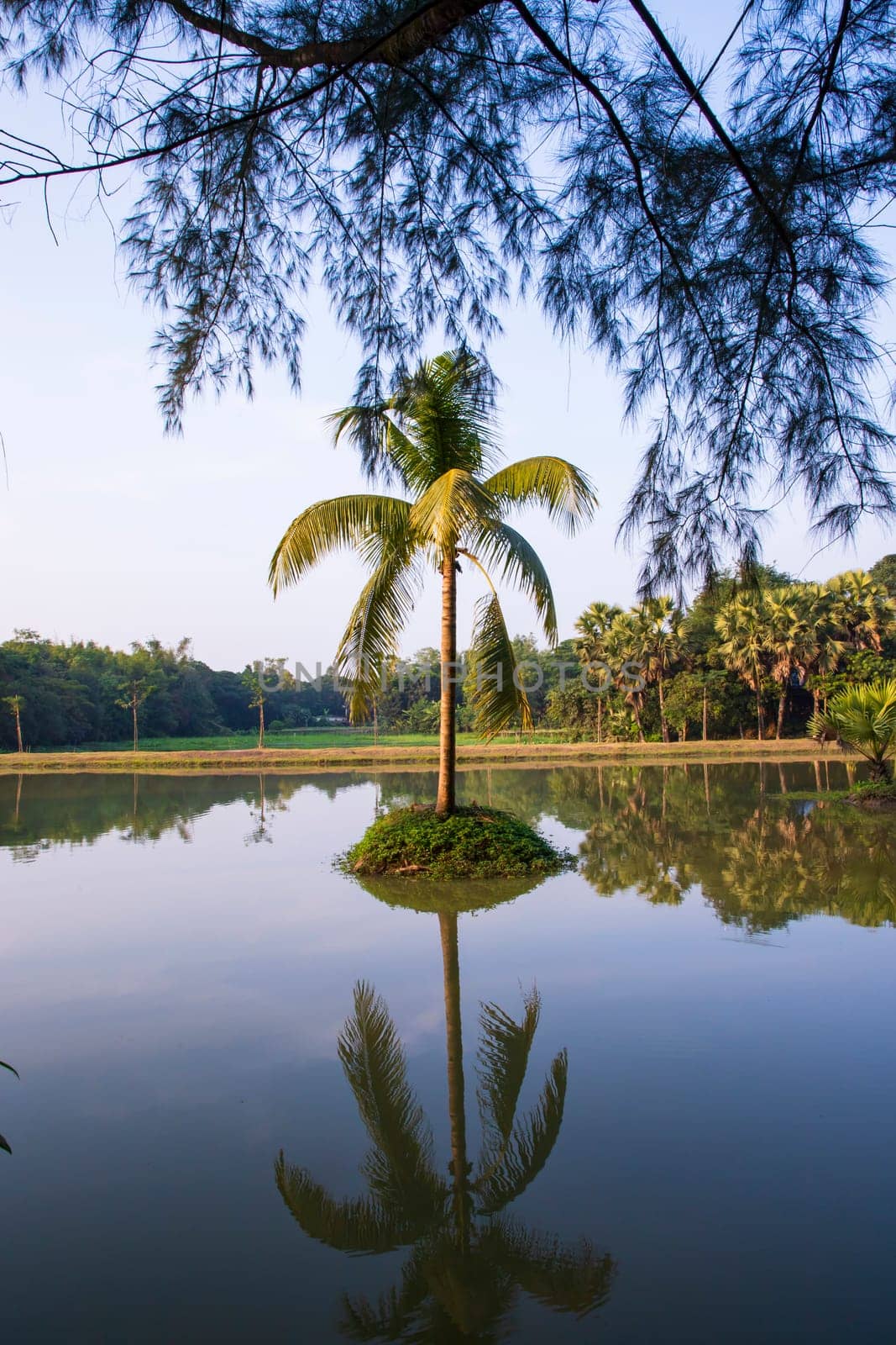 Natural landscape view Reflection of Coconut palm tree in the lake water against blue sky