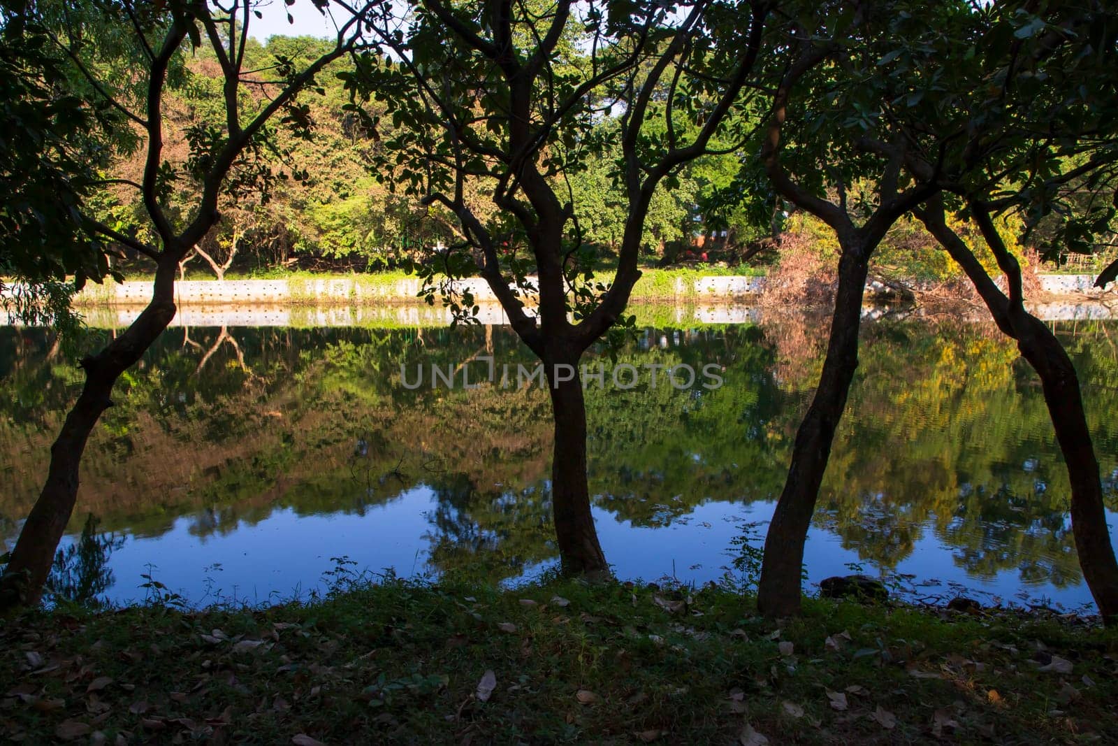 Natural landscape view Reflection of trees in the lake water against blue sky