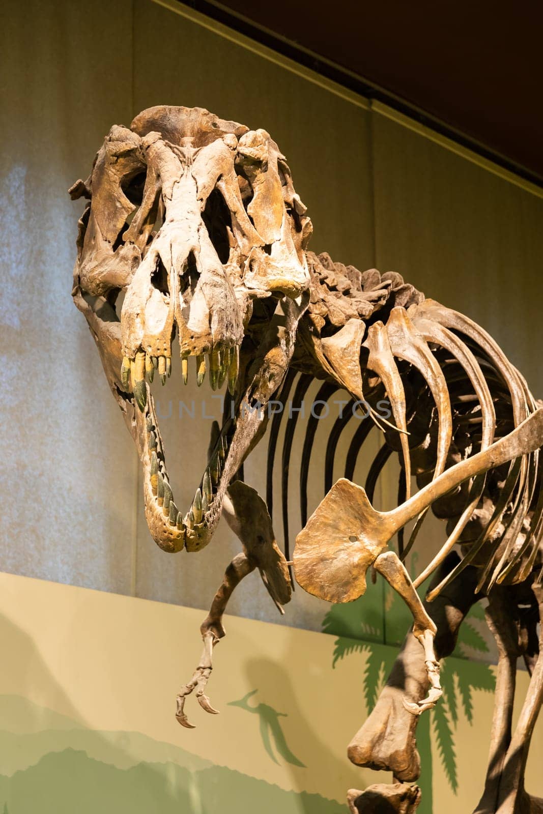 Milan, Italy- January 2023: Tyrannosaurus Rex fossil. Old t-rex skeleton in museum