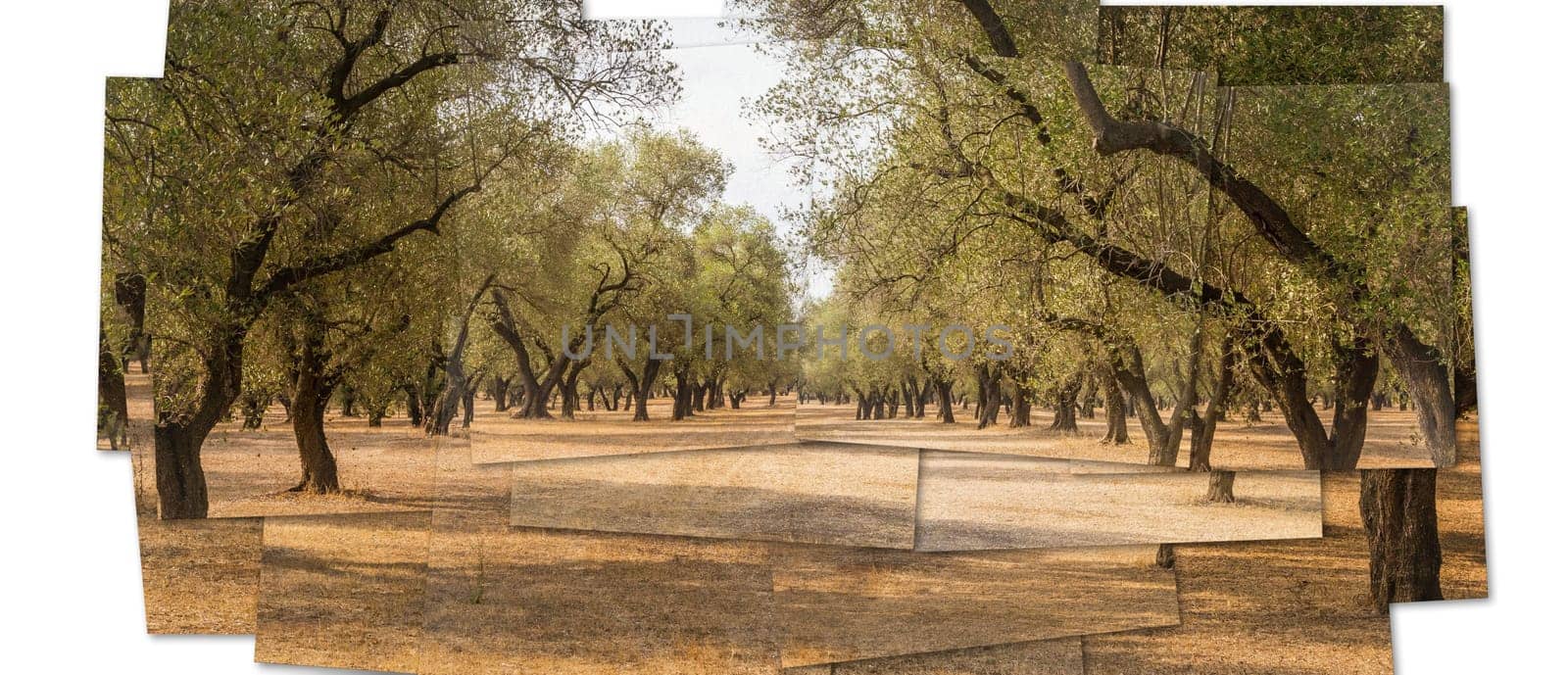 Creative picture of olive tree. Vintage design, natural background, nobody