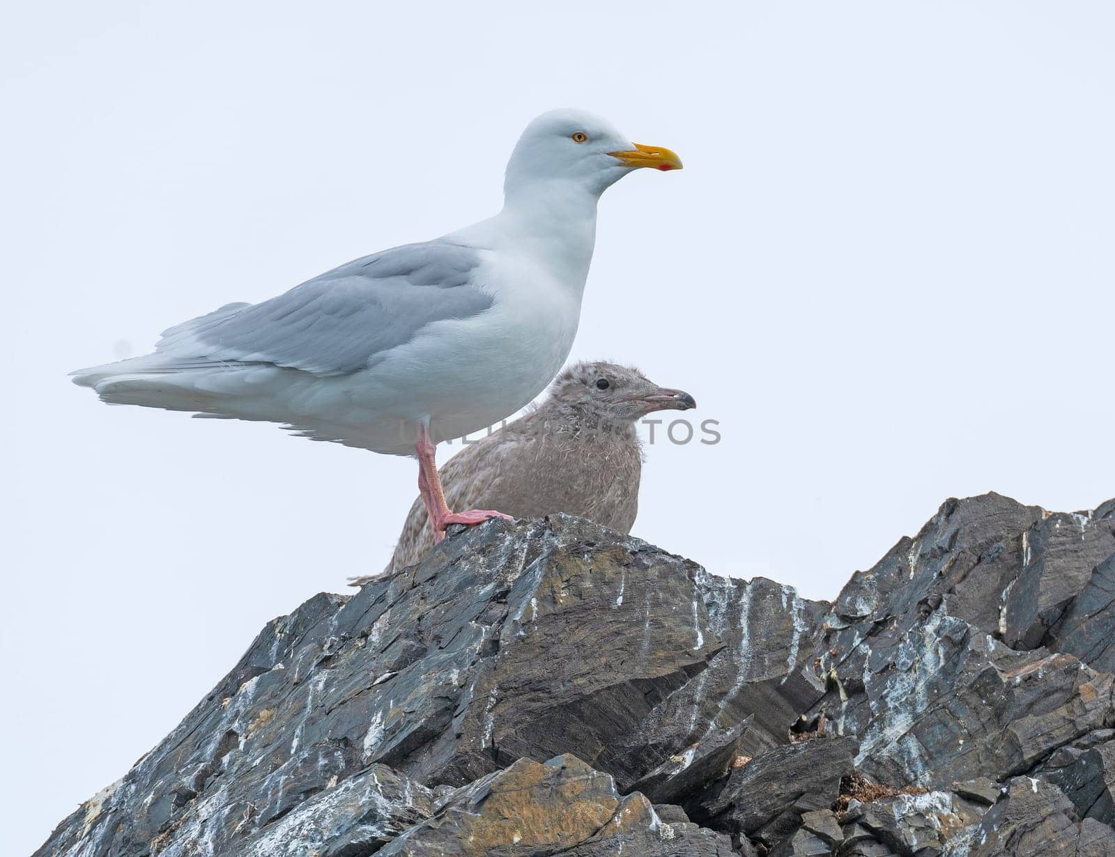 Glacous Gull With Its Chick By Its Nest in the Svalbard Islands in Norway