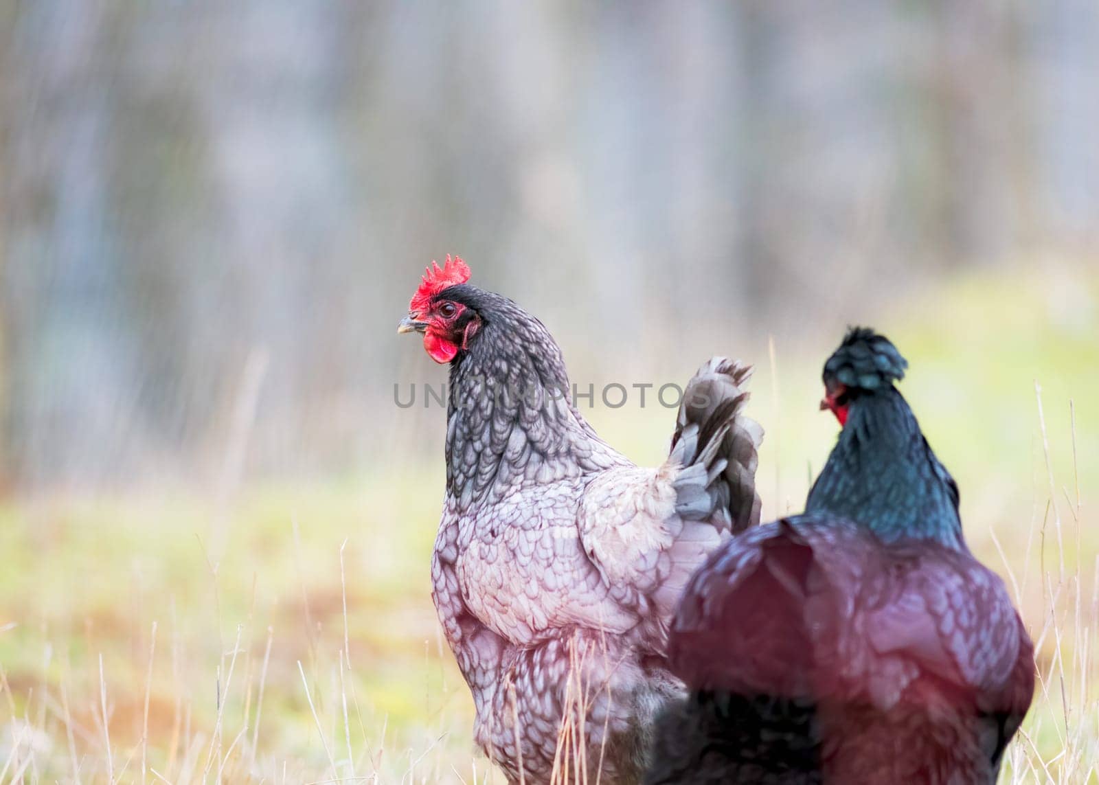 Two chickens stand in a meadow