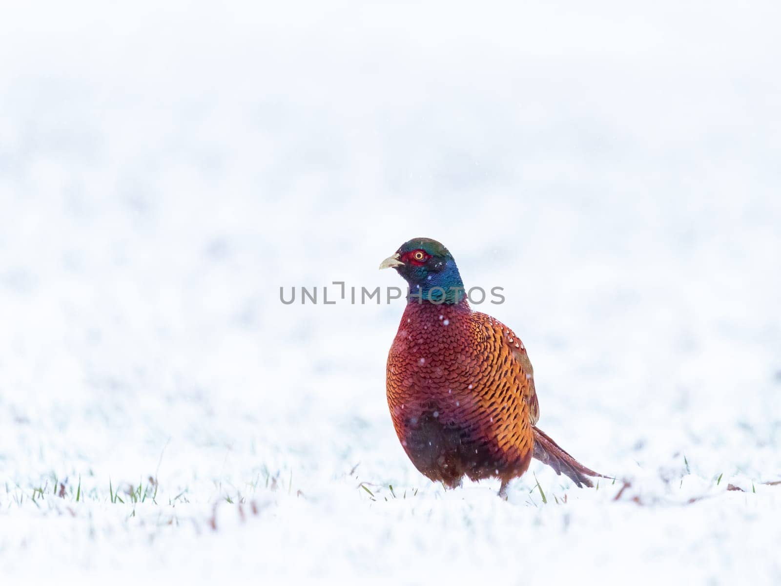 Male ring necked pheasant in winter