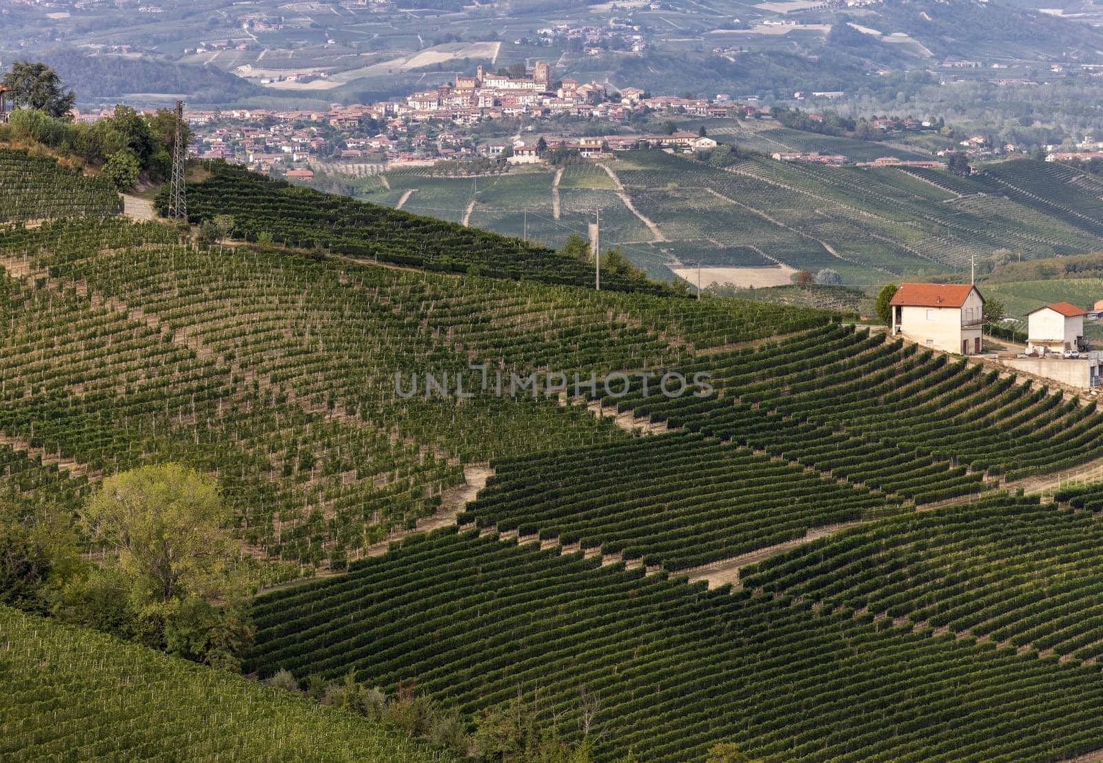 Langhe vineyards near Barolo and La Morra, Unesco Site, Piedmont, Italy