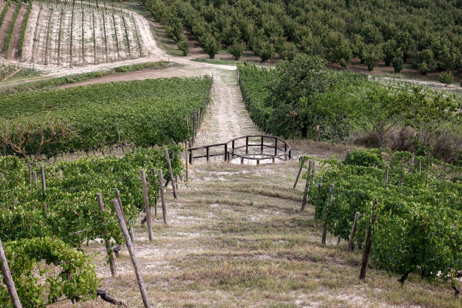 Langhe vineyards near Grinzane Cavour. Unesco Site, Piedmont, Italy