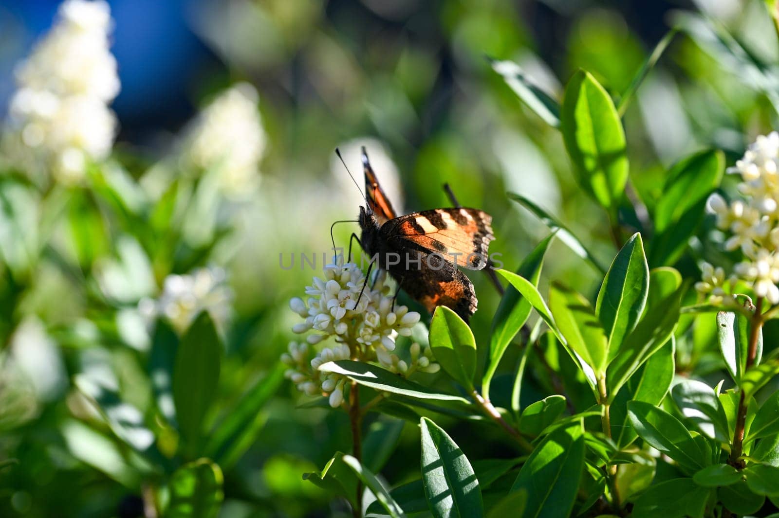 Lesser Tortoiseshell ( Aglais urticae ) butterfly on plant in green nature