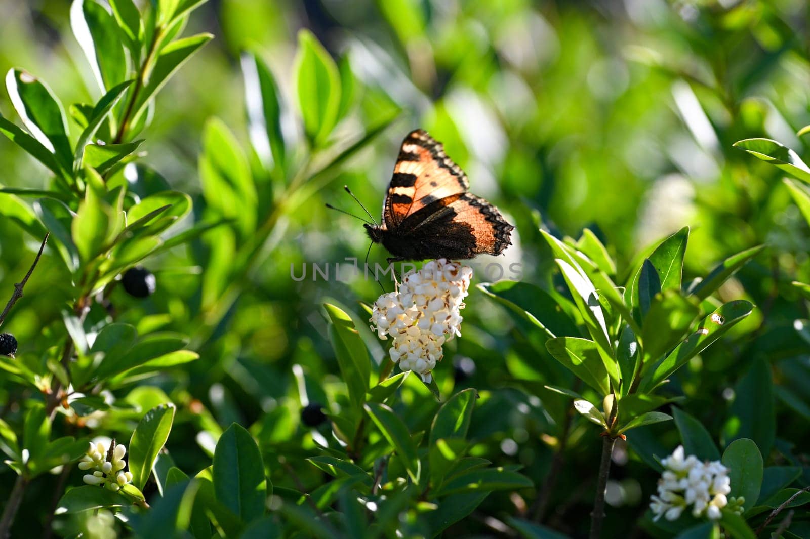 Lesser Tortoiseshell ( Aglais urticae ) butterfly on plant in green nature
