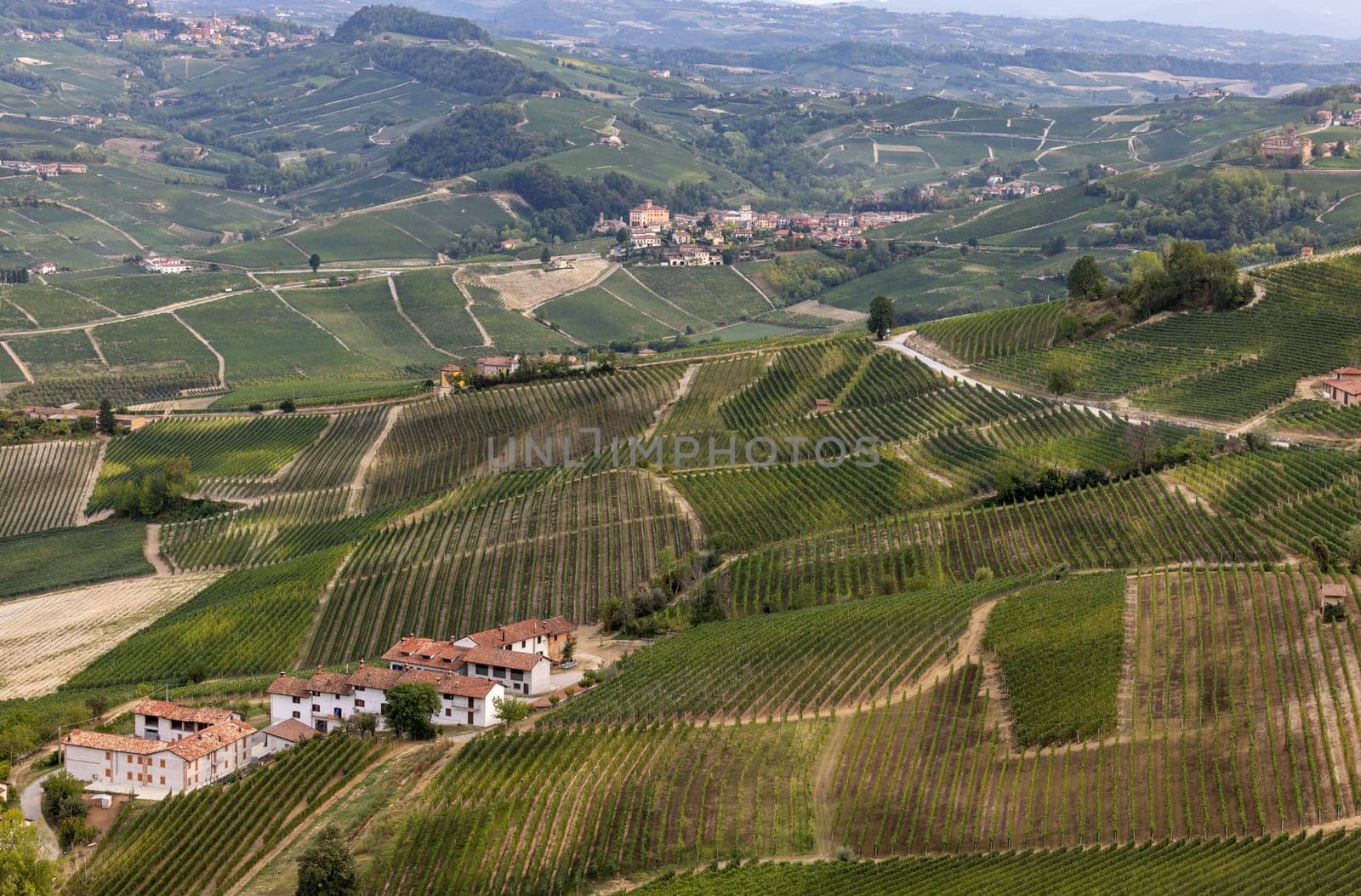 Langhe vineyards near Barolo and La Morra, Unesco Site, Piedmont, Italy
