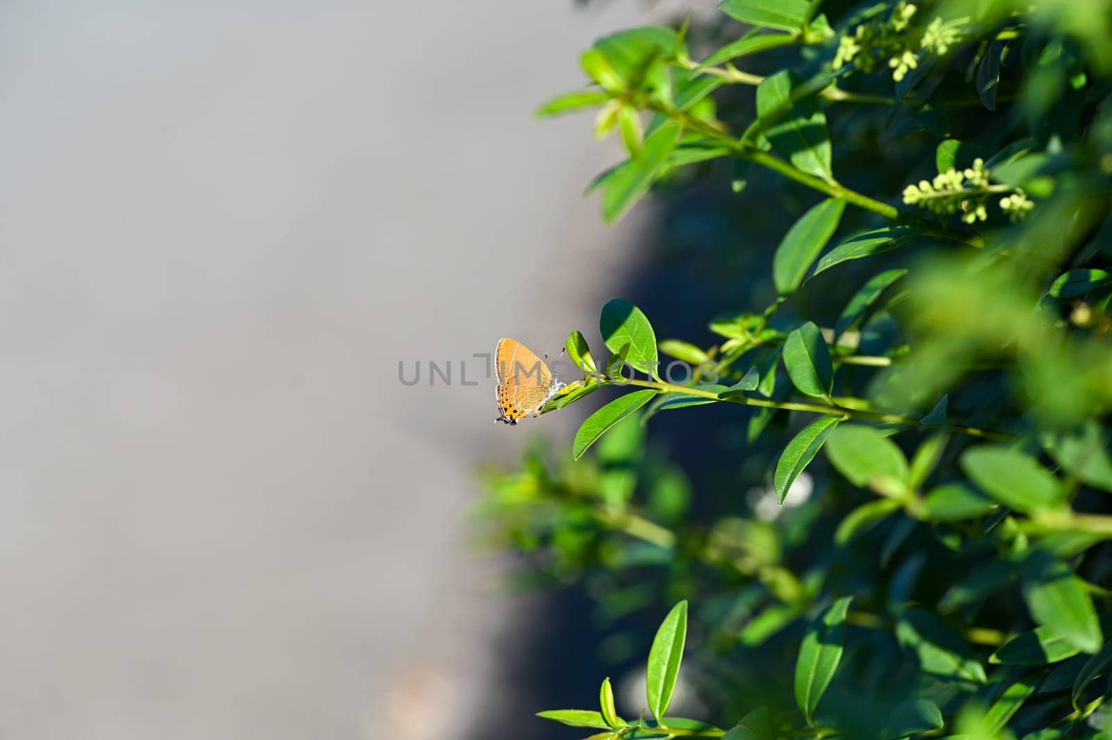 Small butterfly on green plant with copy space