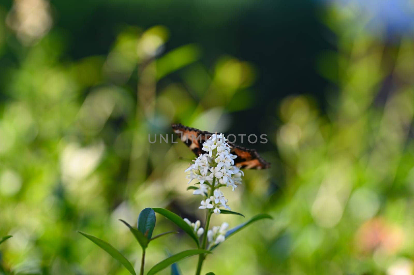 Lesser Tortoiseshell ( Aglais urticae ) butterfly on plant in green nature