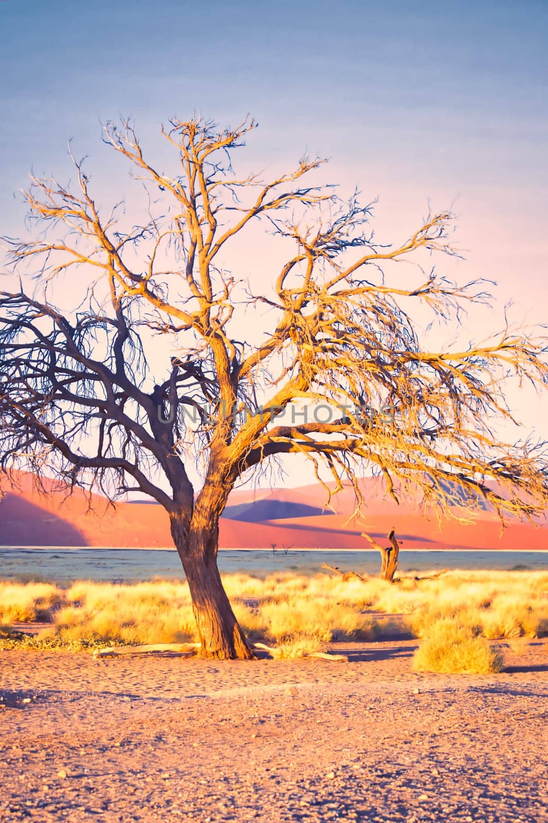 Vertical shot of a dead tree in the desert of Sossusvlei, Namibia with dramatic light during golden hour. Beauty in nature