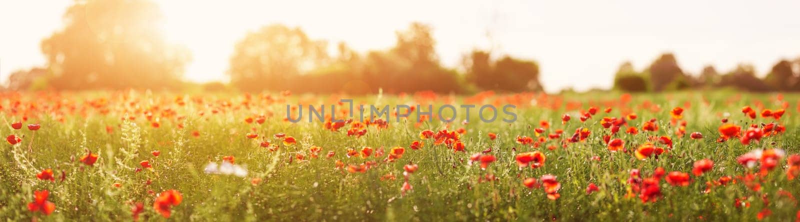 Panoramic view of the field with red poppy flowers in sunset. Beautiful background.