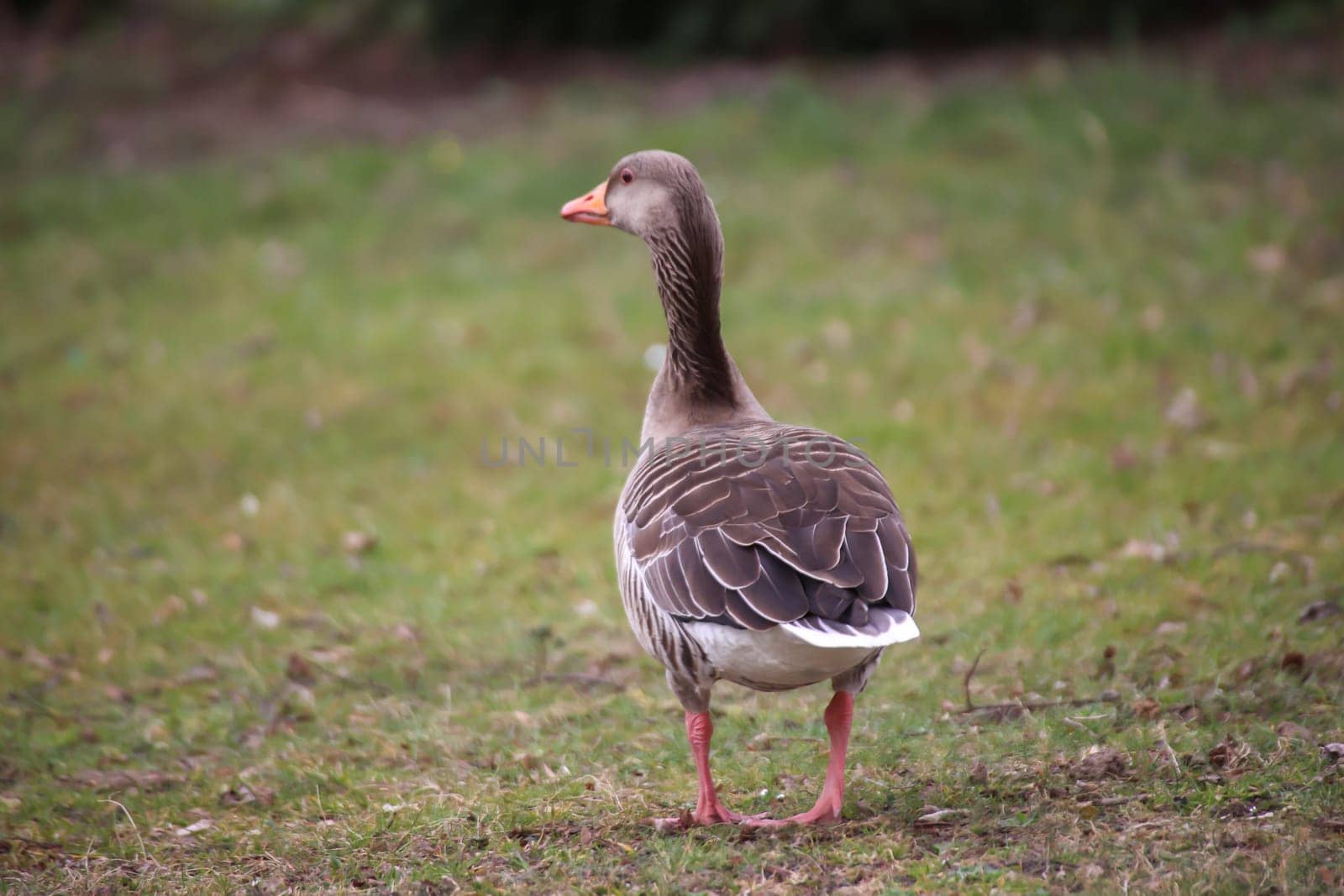 A close-up of a gray goose on the edge of a village pond.