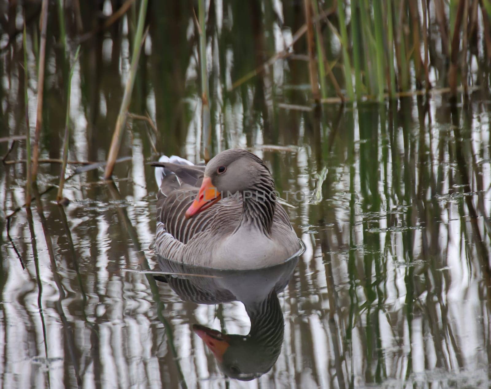 A close-up of a gray goose on the edge of a village pond.