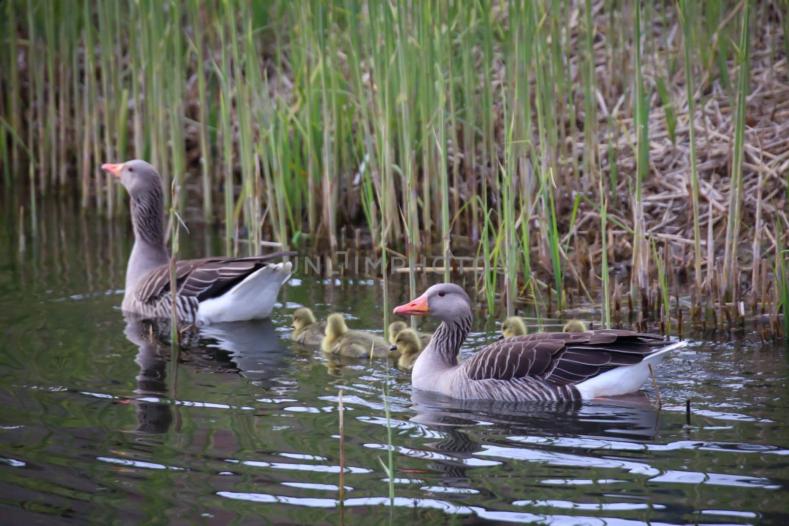 A family of gray goose at a village pond where they make their home.