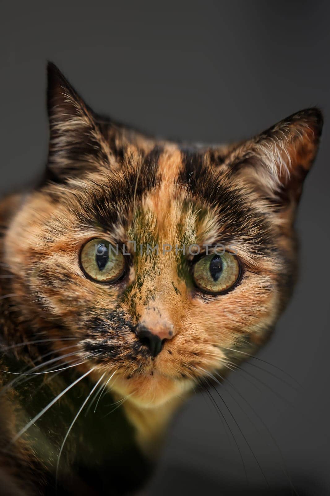 Portrait of a house cat, a cat with reddish-brown fur.