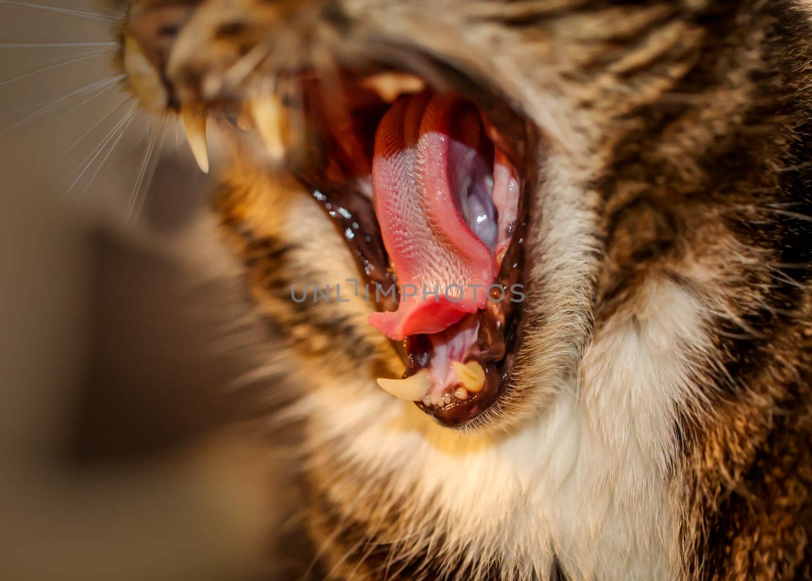 Portrait of a house cat, a cat with reddish-brown fur.