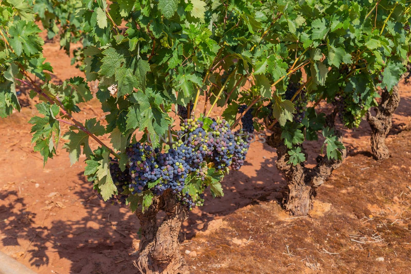 Vineyards in a beautiful valley near Pamplona in Northern Spain