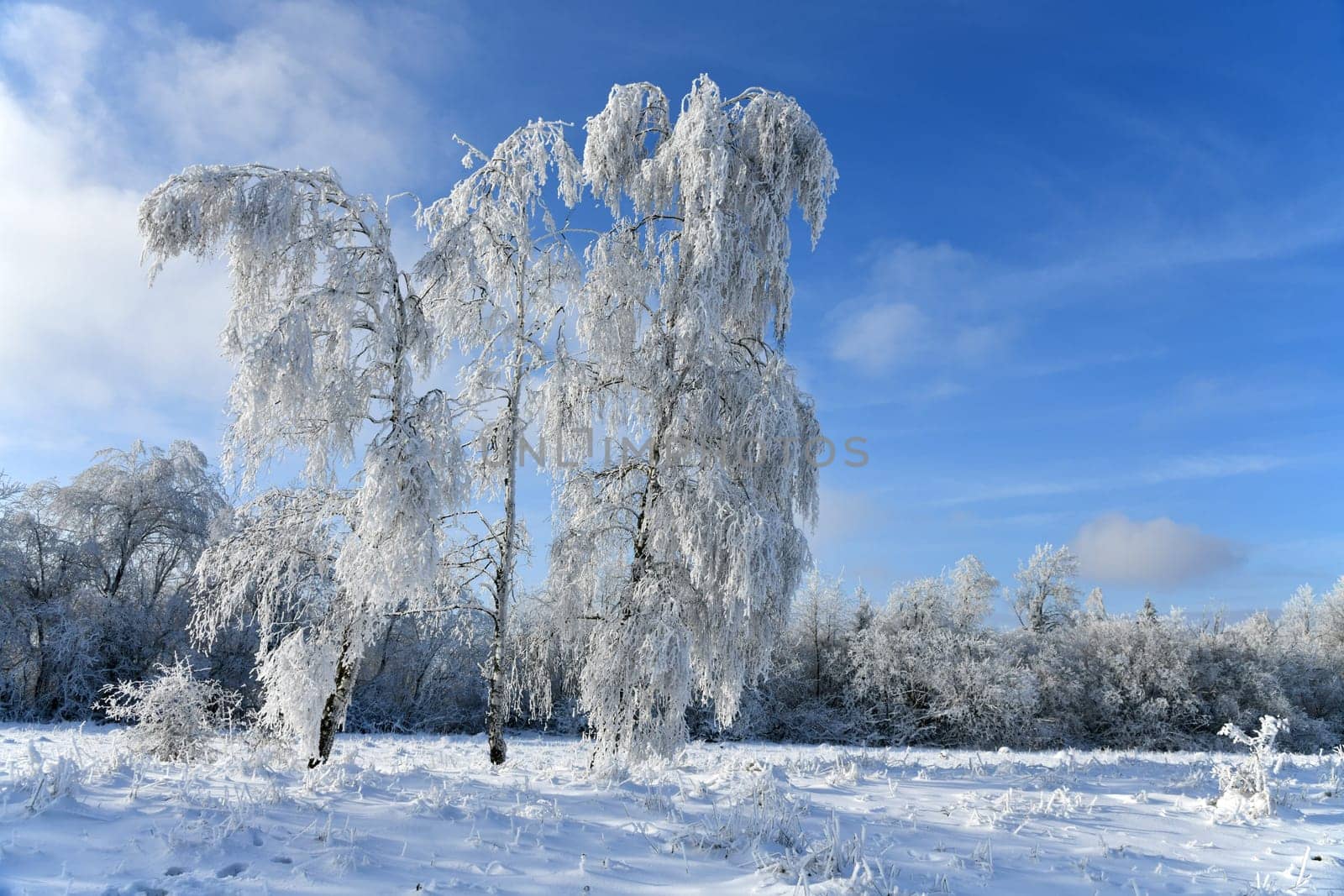 Winter landscape with snowy trees