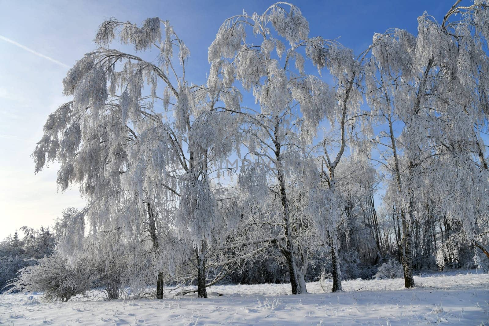 Winter landscape with snowy trees