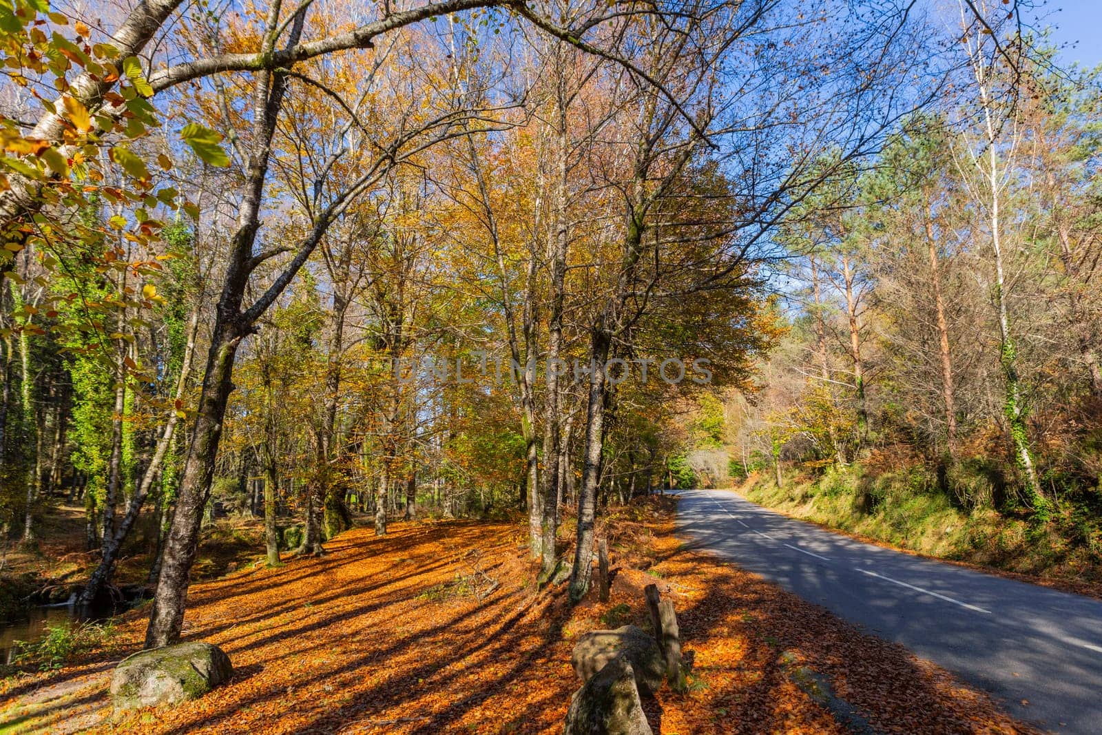 Autumn landscape with road and beautiful colored trees, in Geres, portuguese national Park