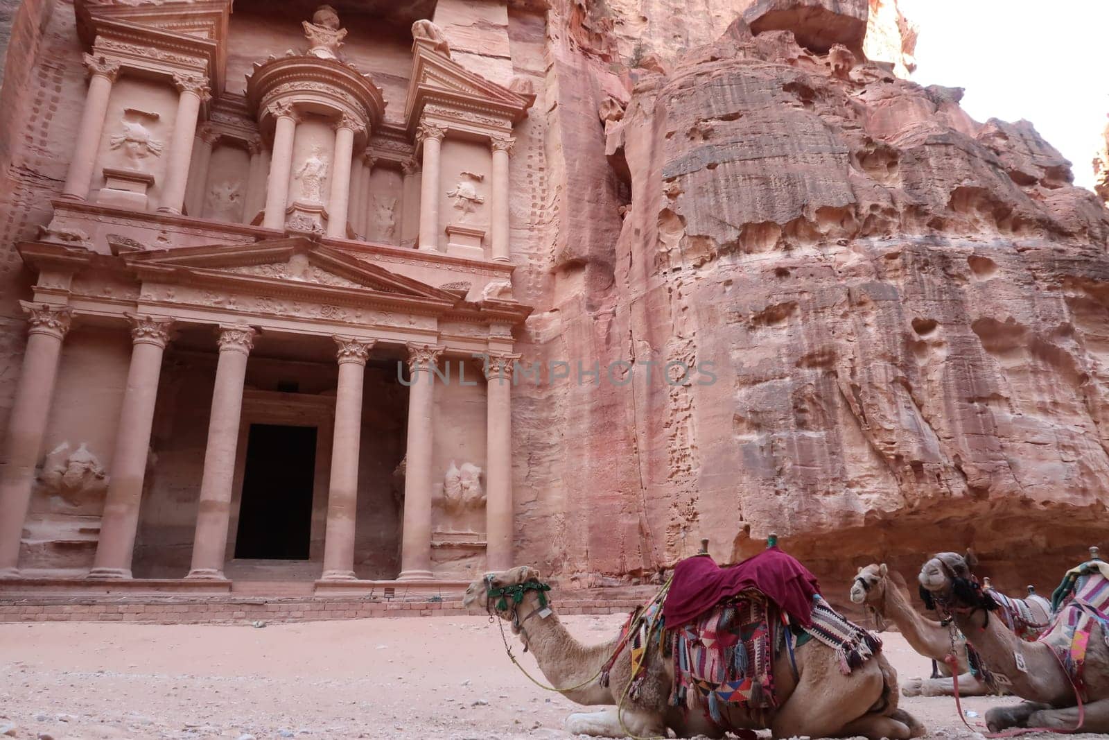 Camels resting in front of the Treasury, Al Khazneh, Petra, Jordan 2021